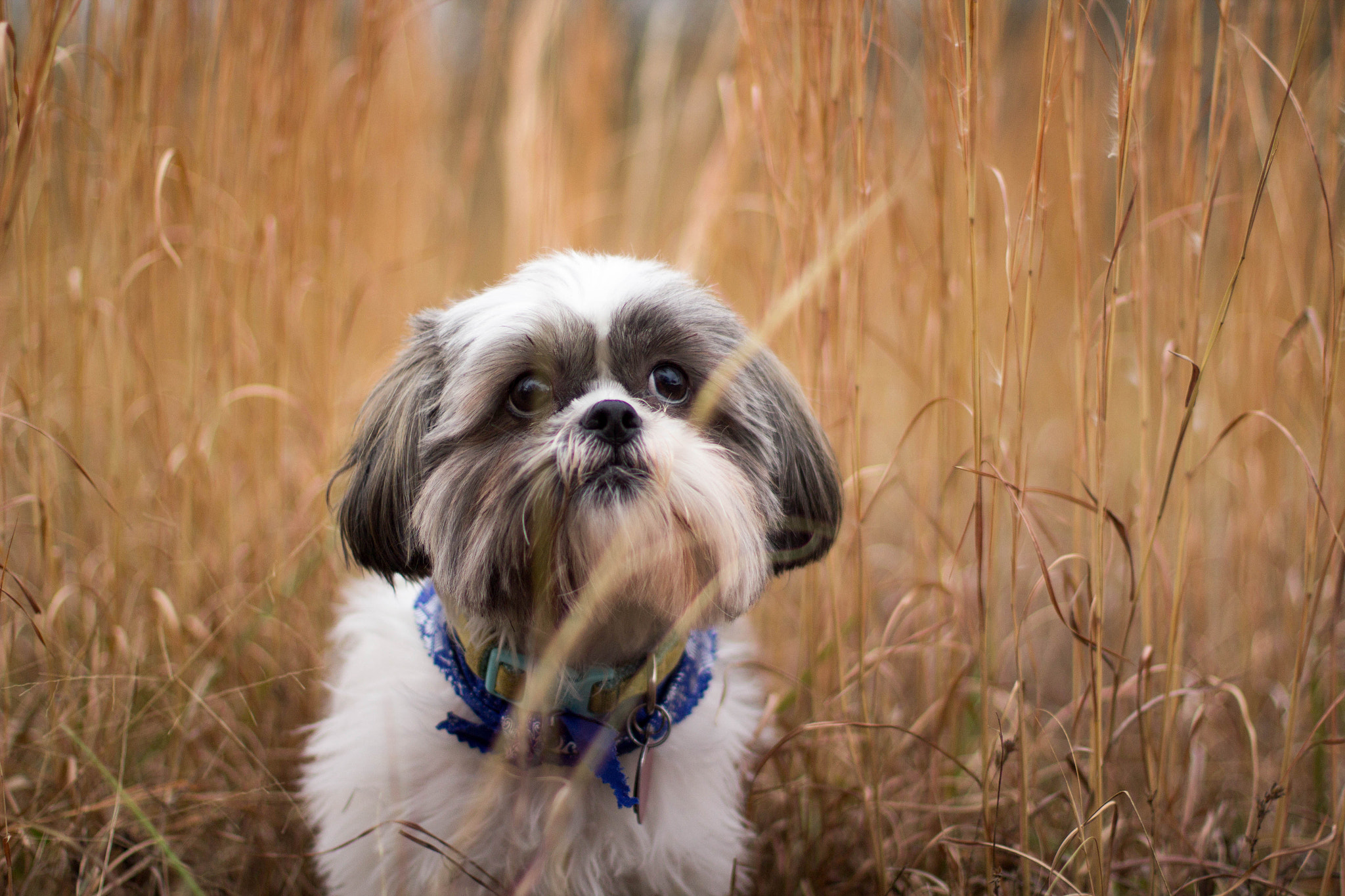 Canon EF 50mm F1.4 USM sample photo. Cute little puppy playing in the tall grass. photography
