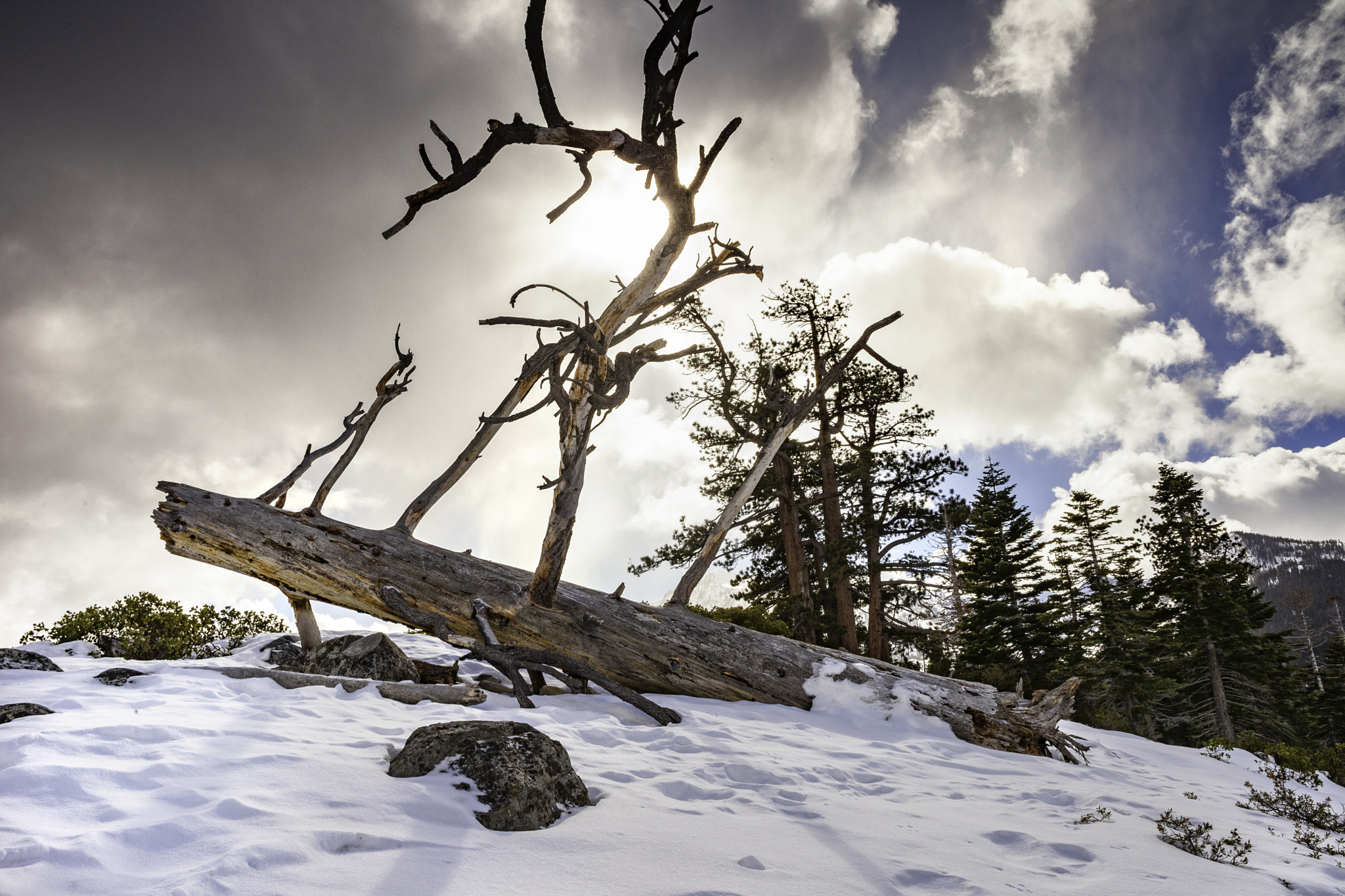 Canon EF 24mm F2.8 sample photo. Sunburst snow branch photography
