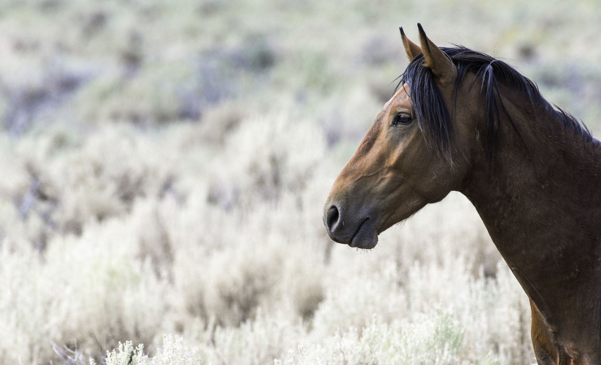 Nikon AF-S Nikkor 200-500mm F5.6E ED VR sample photo. Nevada wild mustang photography