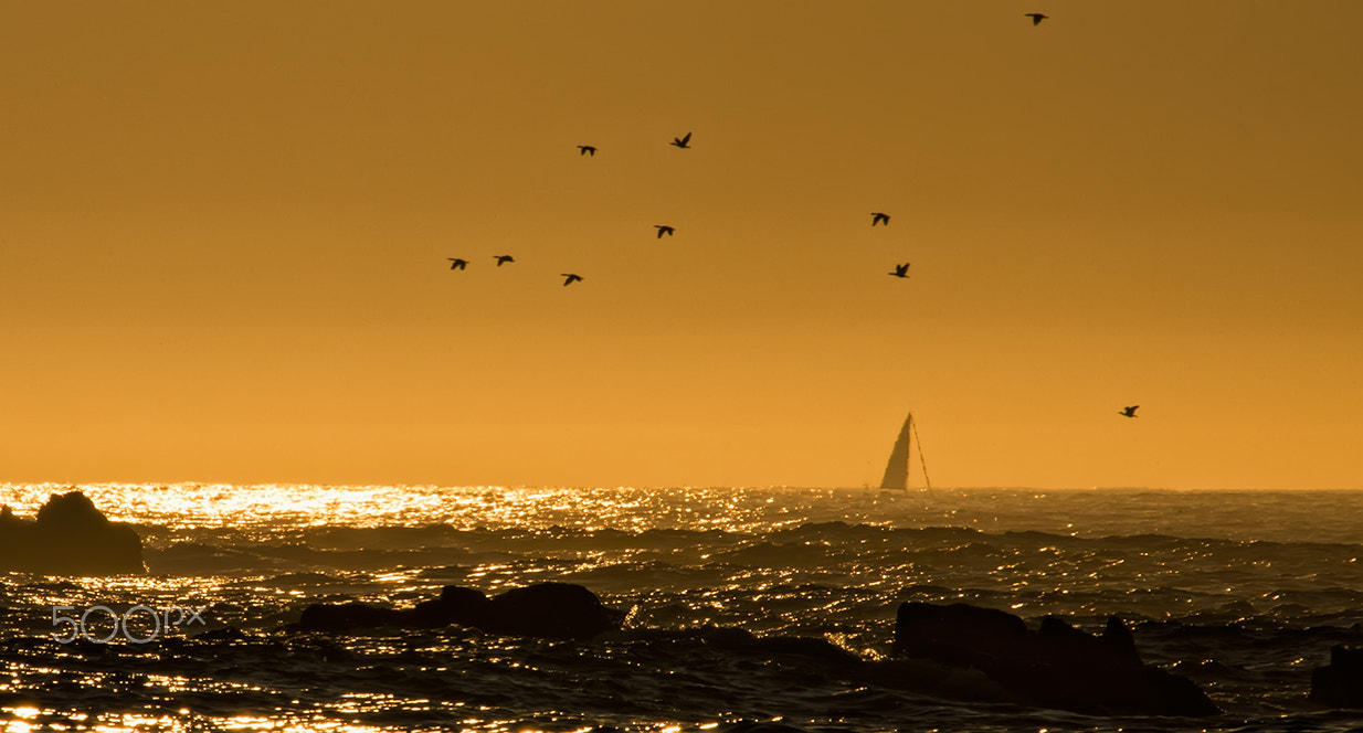 Nikon AF-S Nikkor 200-500mm F5.6E ED VR sample photo. Seaside photography