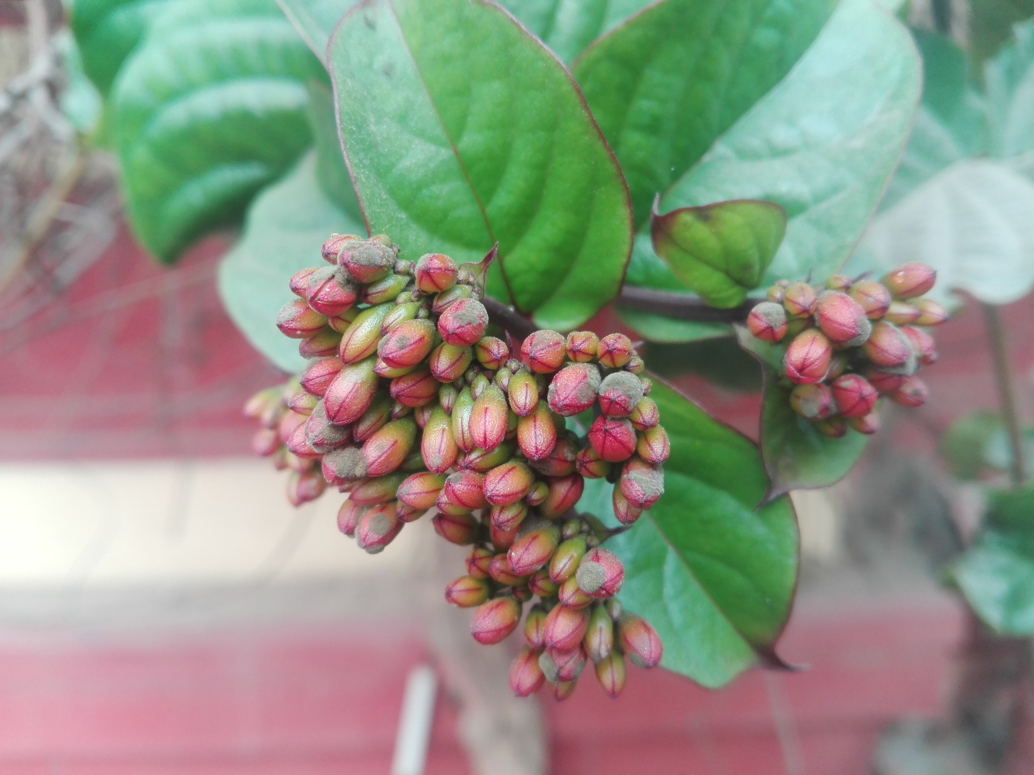 HUAWEI CHM-U01 sample photo. Life is all about growth photography
