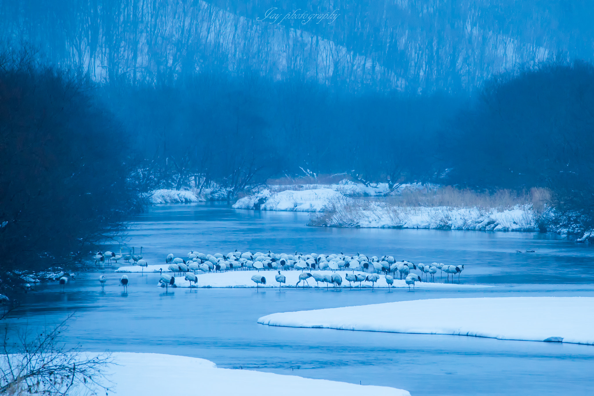 Sigma 150-600mm F5-6.3 DG OS HSM | C sample photo. Hokkaido wildlife photography