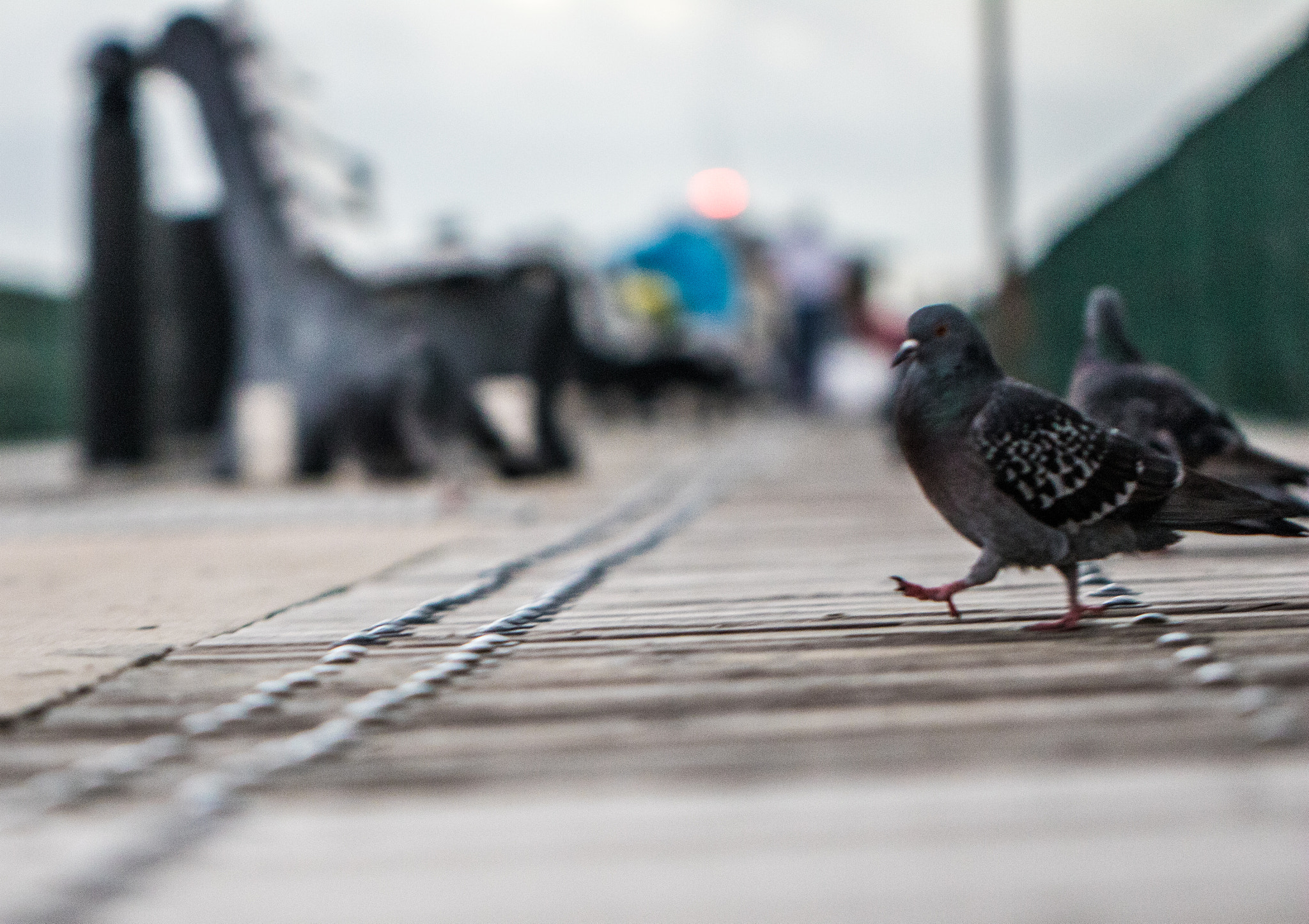 Canon EOS 760D (EOS Rebel T6s / EOS 8000D) sample photo. Floridahasmyheart photography