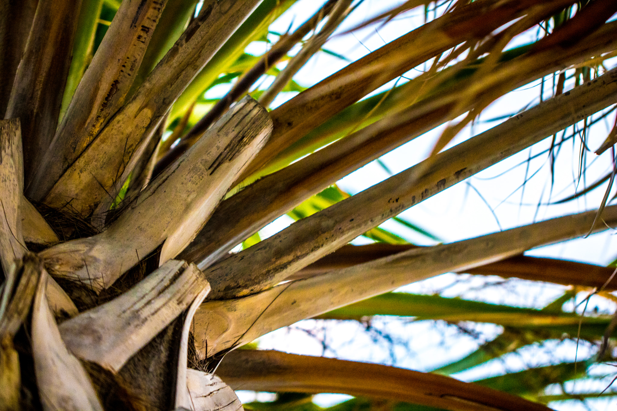 Canon EOS 760D (EOS Rebel T6s / EOS 8000D) sample photo. Floridahasmyheart photography