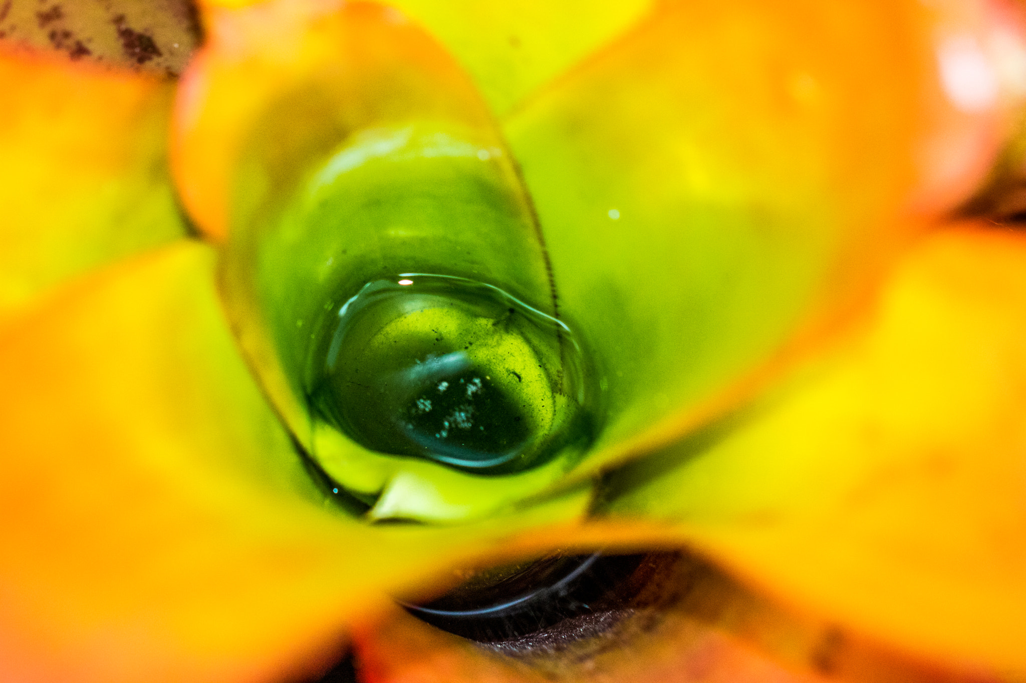 Canon EOS 760D (EOS Rebel T6s / EOS 8000D) sample photo. Floridahasmyheart photography