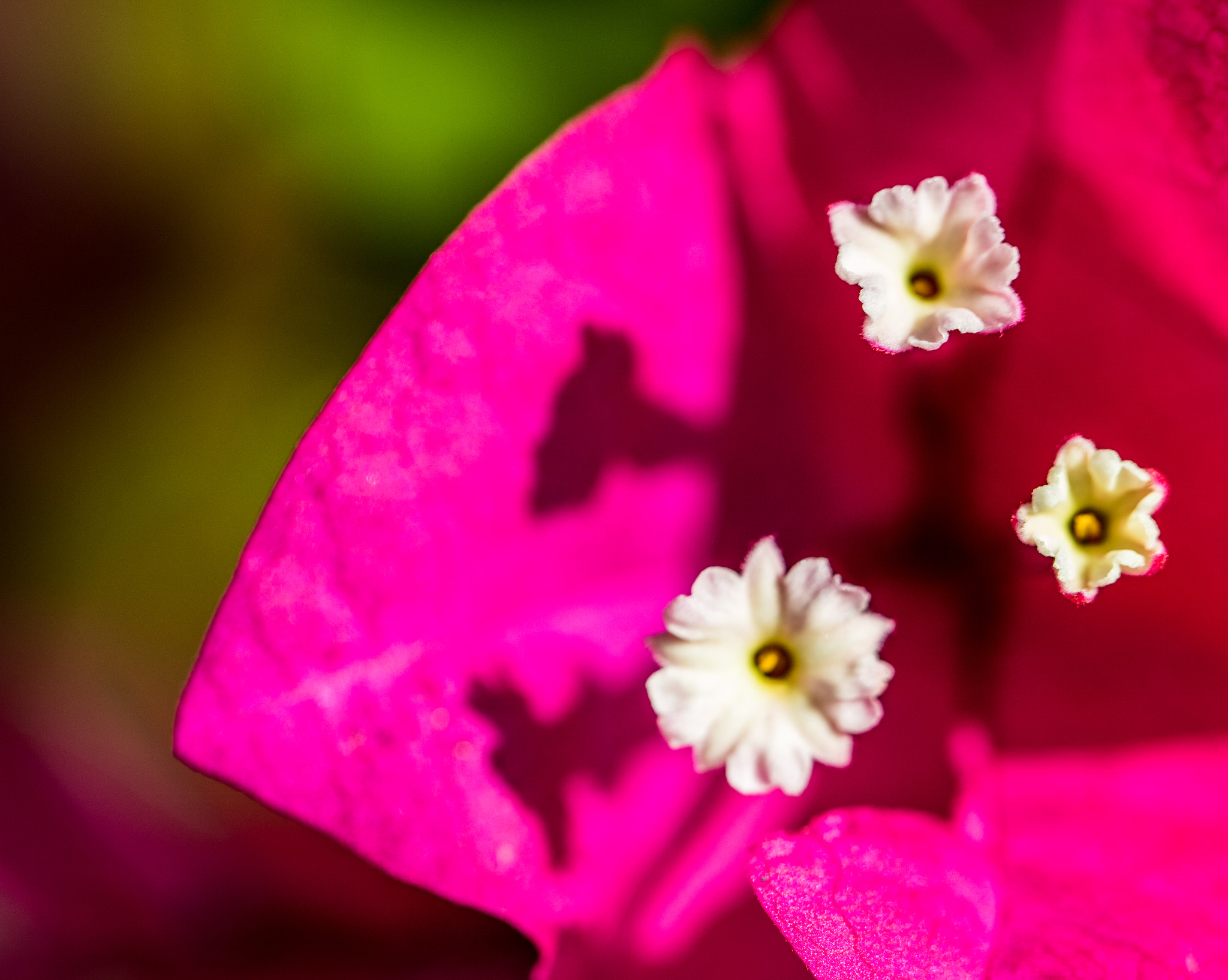Canon EOS 760D (EOS Rebel T6s / EOS 8000D) sample photo. Floridahasmyheart photography
