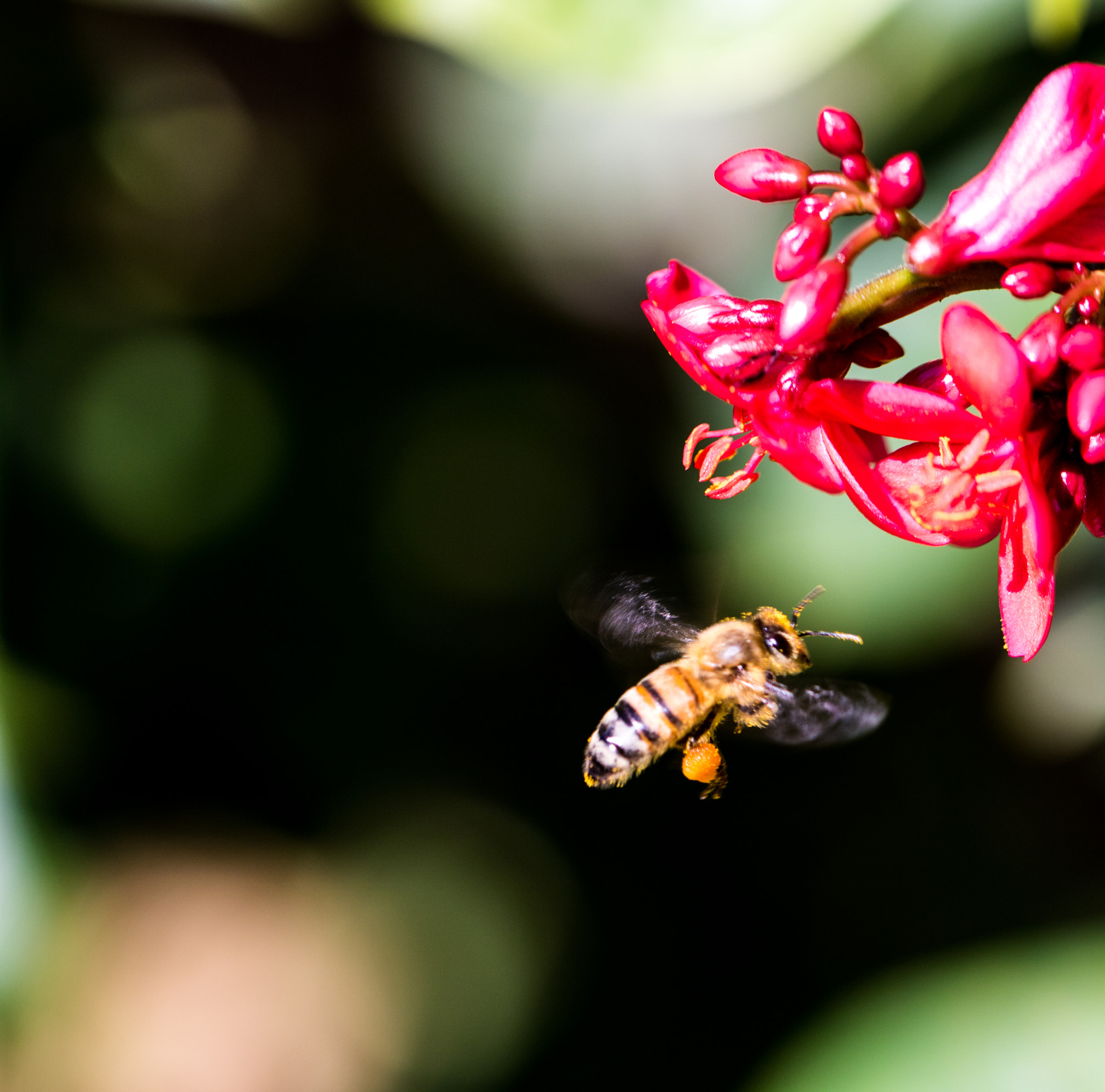 Canon EOS 760D (EOS Rebel T6s / EOS 8000D) sample photo. Floridahasmyheart photography