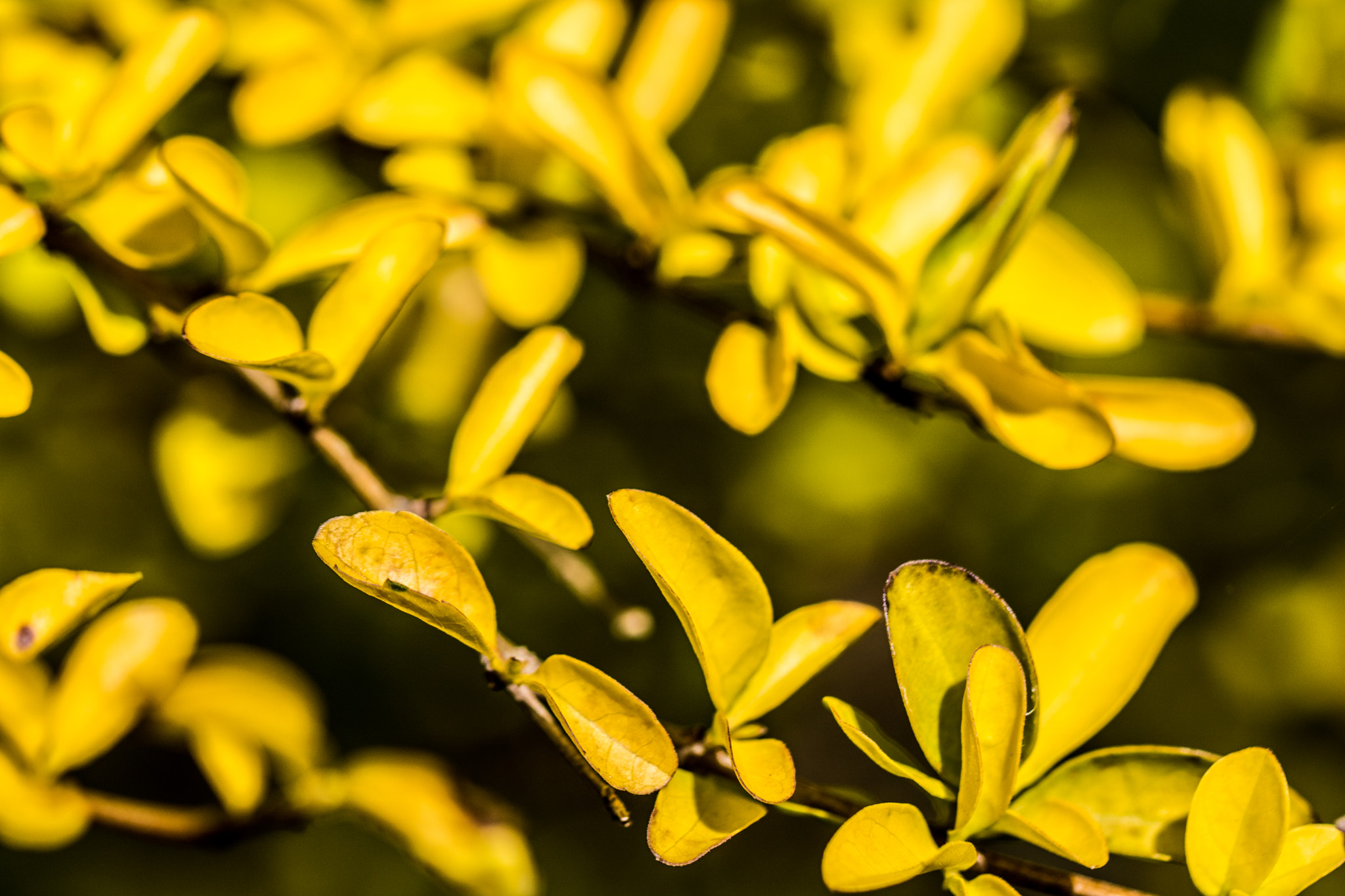 Canon EOS 760D (EOS Rebel T6s / EOS 8000D) + Canon EF 100mm F2.8L Macro IS USM sample photo. Floridahasmyheart photography