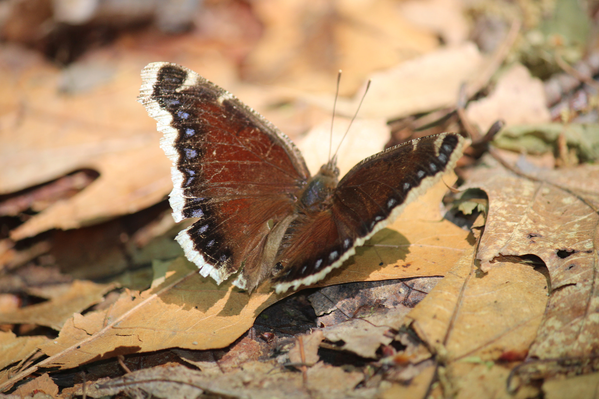 Canon EF-S 55-250mm F4-5.6 IS sample photo