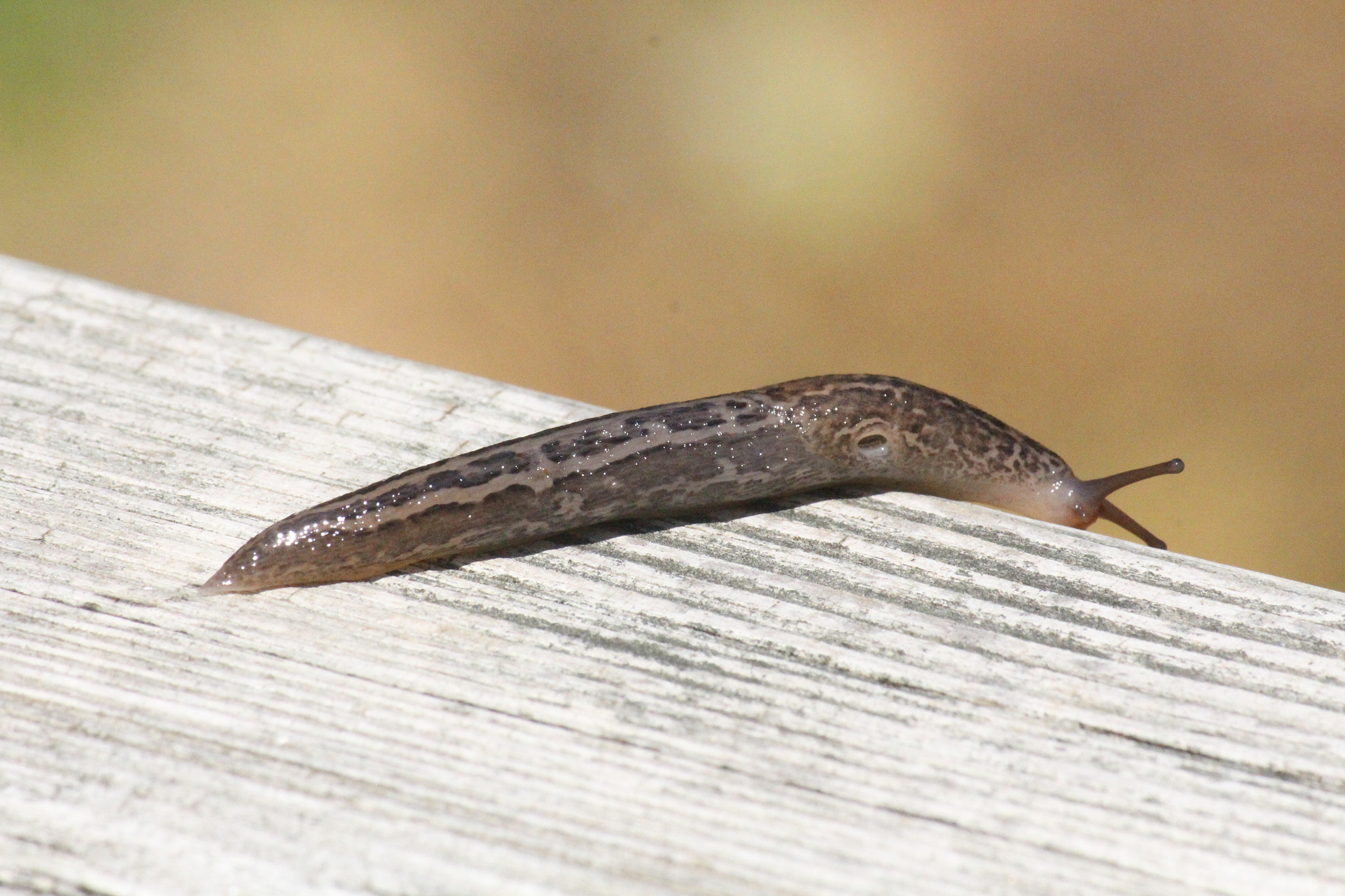 Canon EF-S 55-250mm F4-5.6 IS sample photo