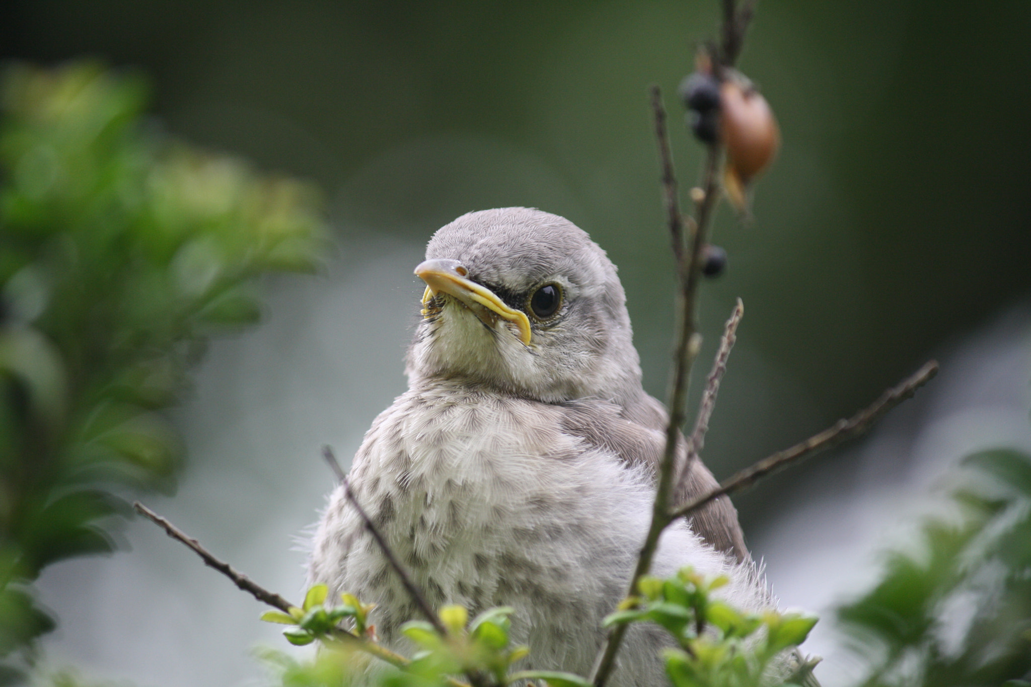Canon EF-S 55-250mm F4-5.6 IS sample photo