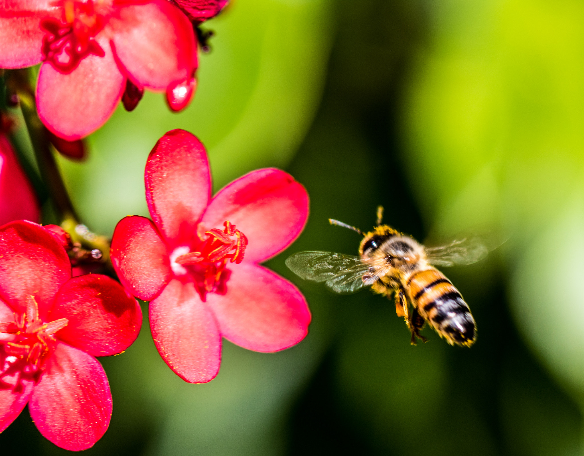 Canon EOS 760D (EOS Rebel T6s / EOS 8000D) sample photo. Floridahasmyheart photography
