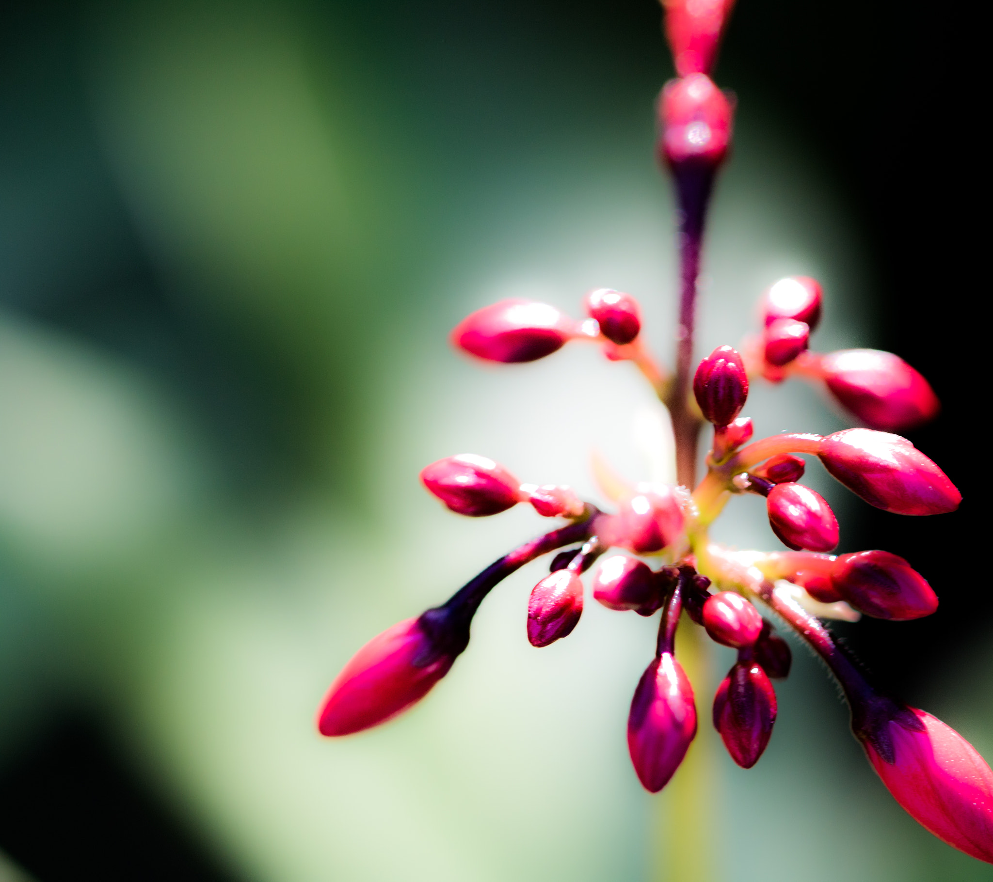 Canon EOS 760D (EOS Rebel T6s / EOS 8000D) sample photo. Floridahasmyheart photography