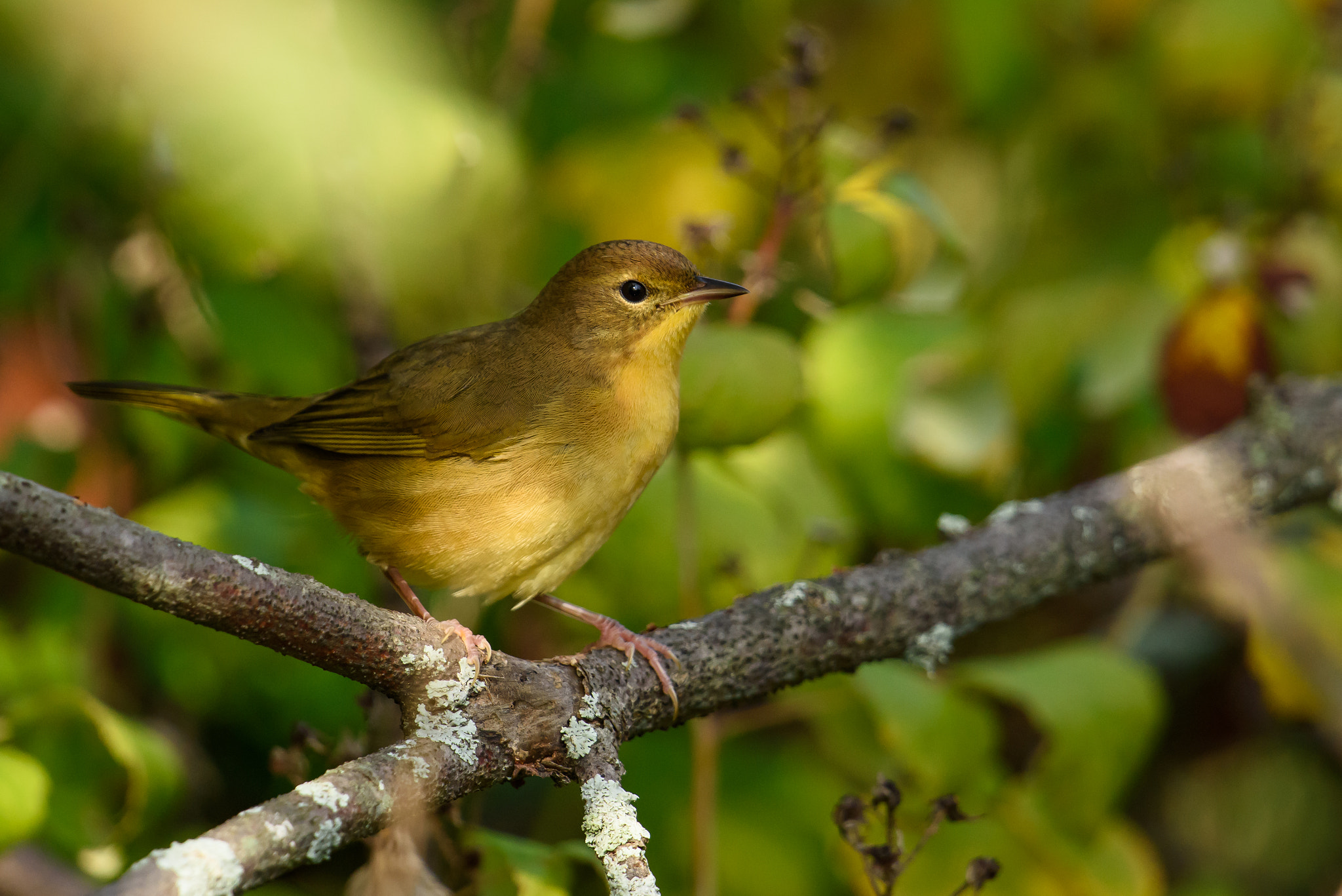 Nikon D810 + Nikon AF-S Nikkor 500mm F4G ED VR sample photo. Warbler in the fall photography