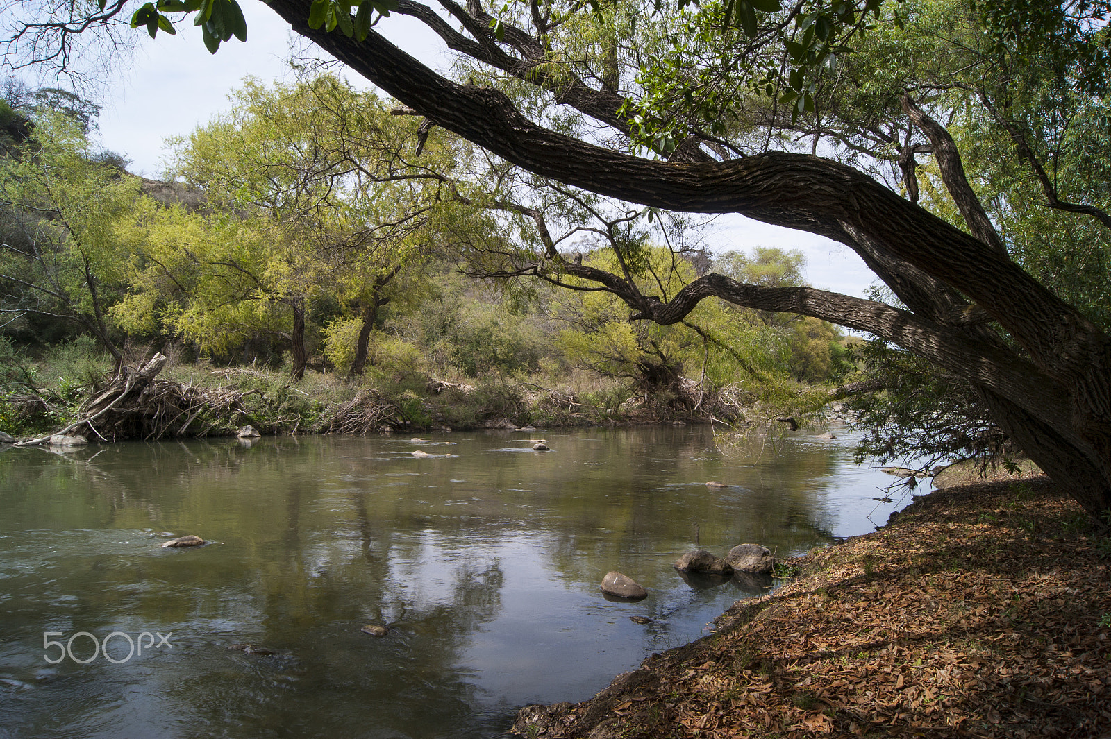 Sony Alpha DSLR-A380 + Sony DT 18-55mm F3.5-5.6 SAM sample photo. Diagonal tree over the river photography