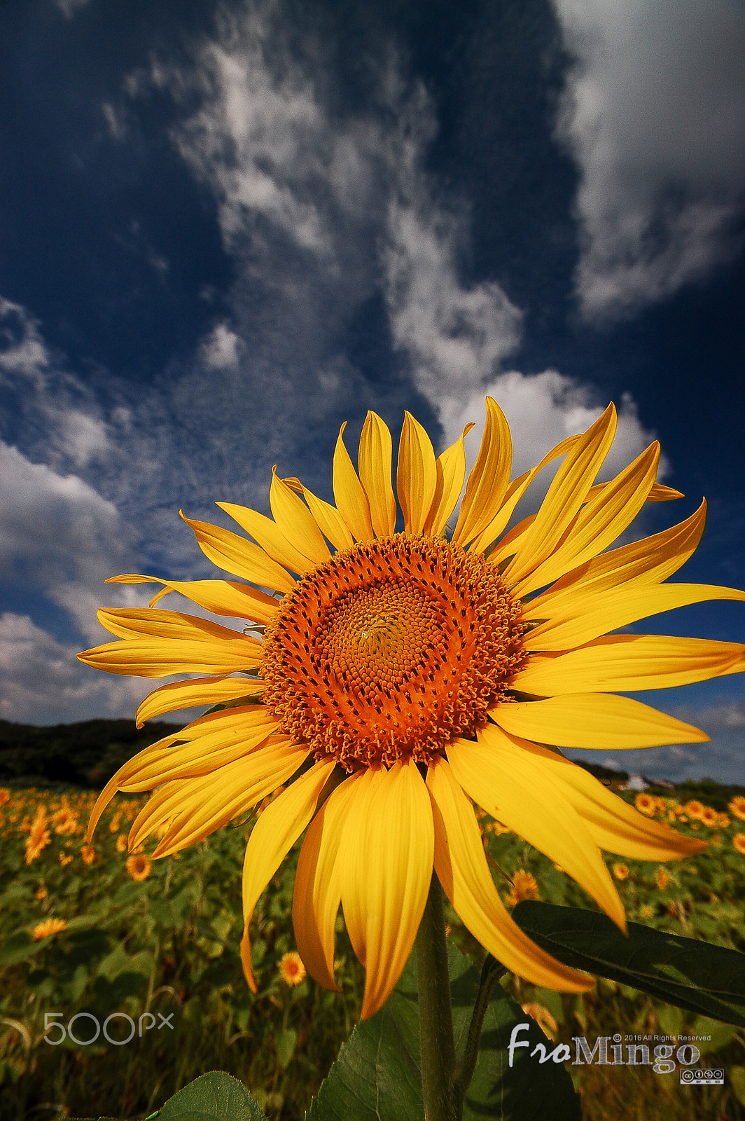 Nikon D40 + Sigma 10-20mm F4-5.6 EX DC HSM sample photo. Sunflower photography