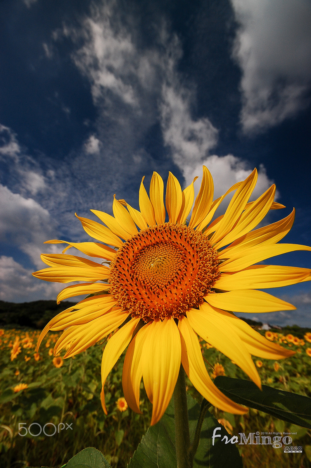 Sigma 10-20mm F4-5.6 EX DC HSM sample photo. Sunflower photography