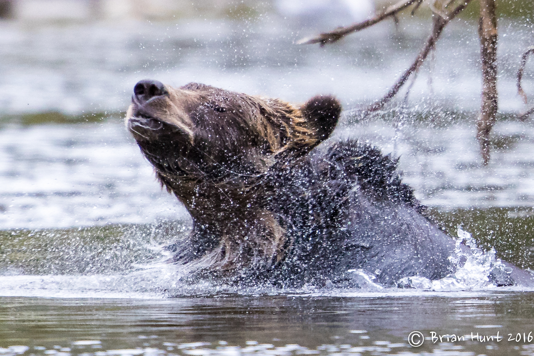 Canon EF 500mm F4L IS II USM sample photo. Bathing bear photography