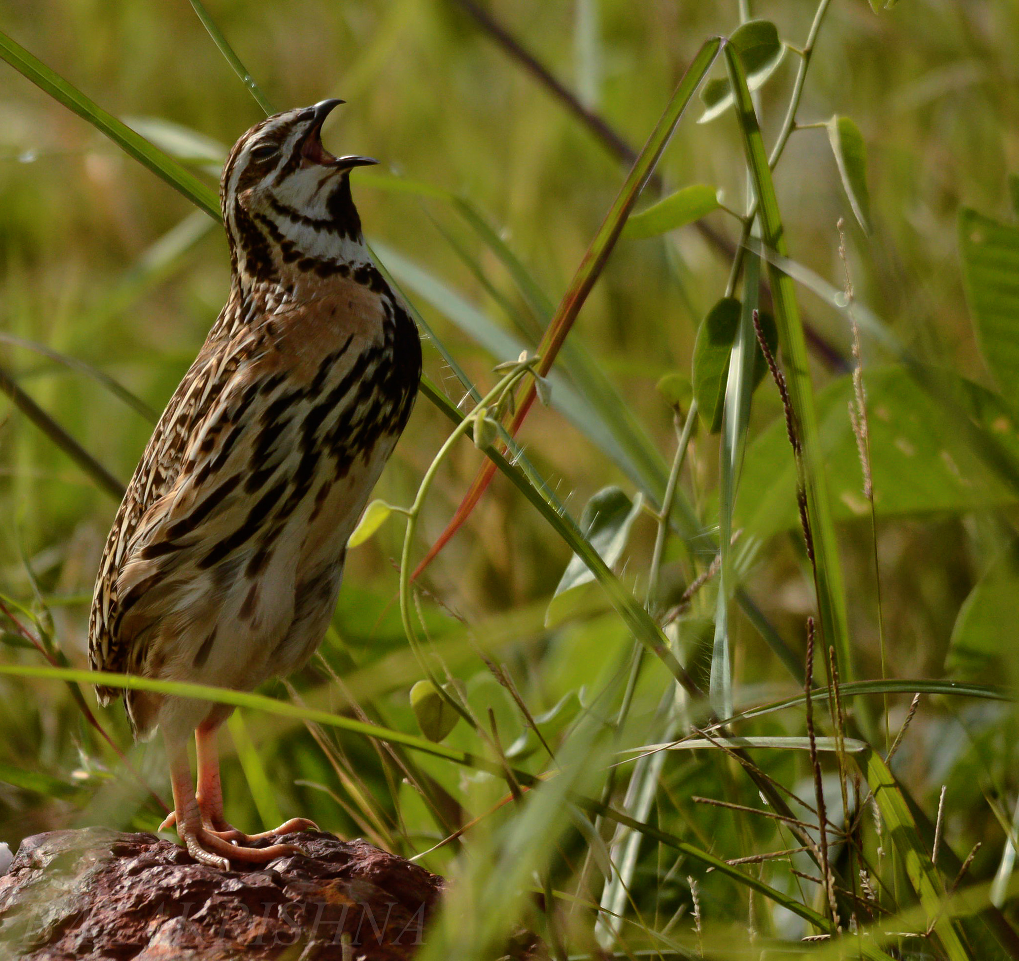 Sigma 150-500mm F5-6.3 DG OS HSM sample photo. Rain quail  photography