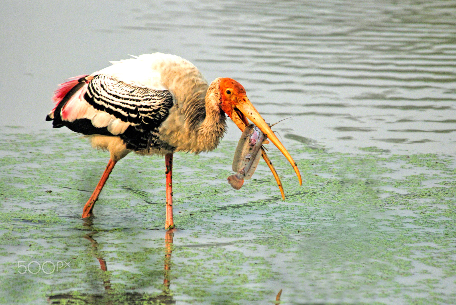 Nikon D80 sample photo. Painted stork feeding photography