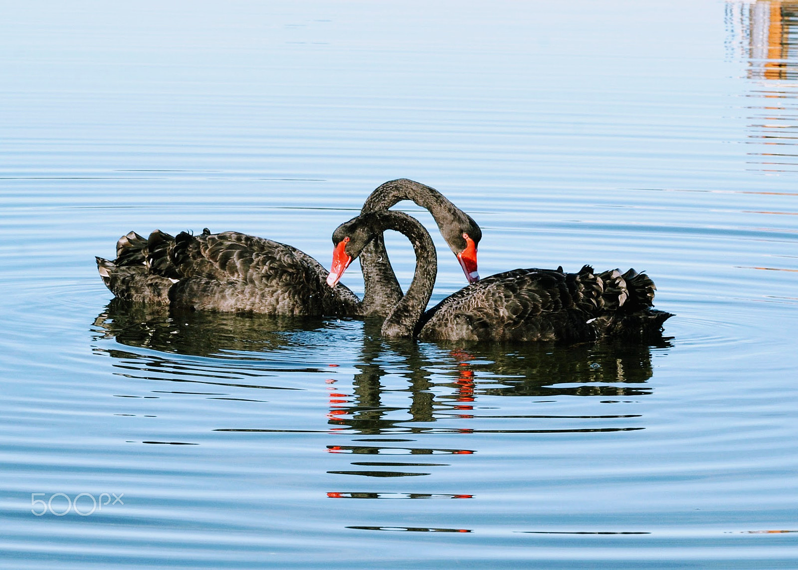 AF Zoom-Nikkor 28-80mm f/3.3-5.6G sample photo. Love birds photography
