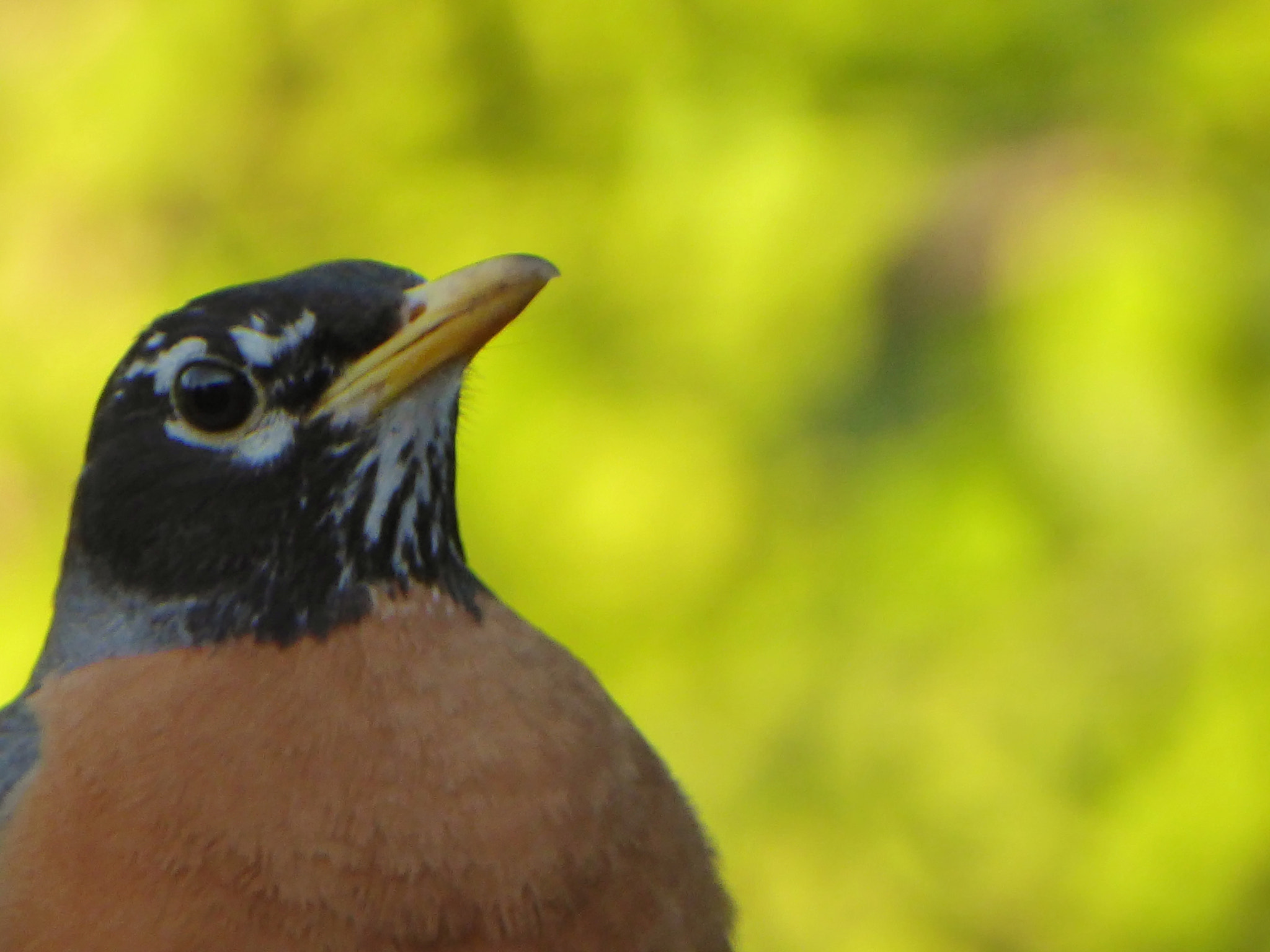 Panasonic Lumix DMC-ZS50 (Lumix DMC-TZ70) sample photo. American robin photography