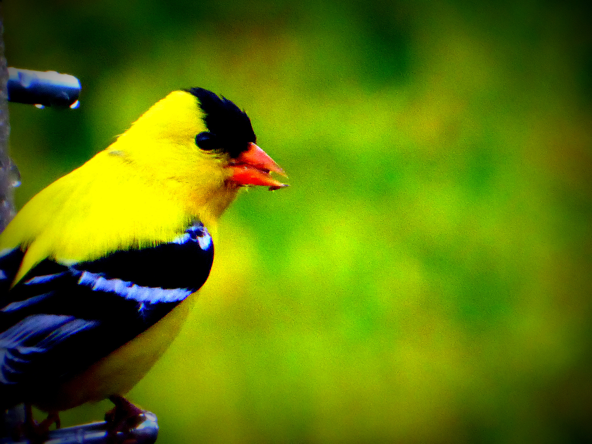 Panasonic Lumix DMC-ZS50 (Lumix DMC-TZ70) sample photo. American goldfinch photography