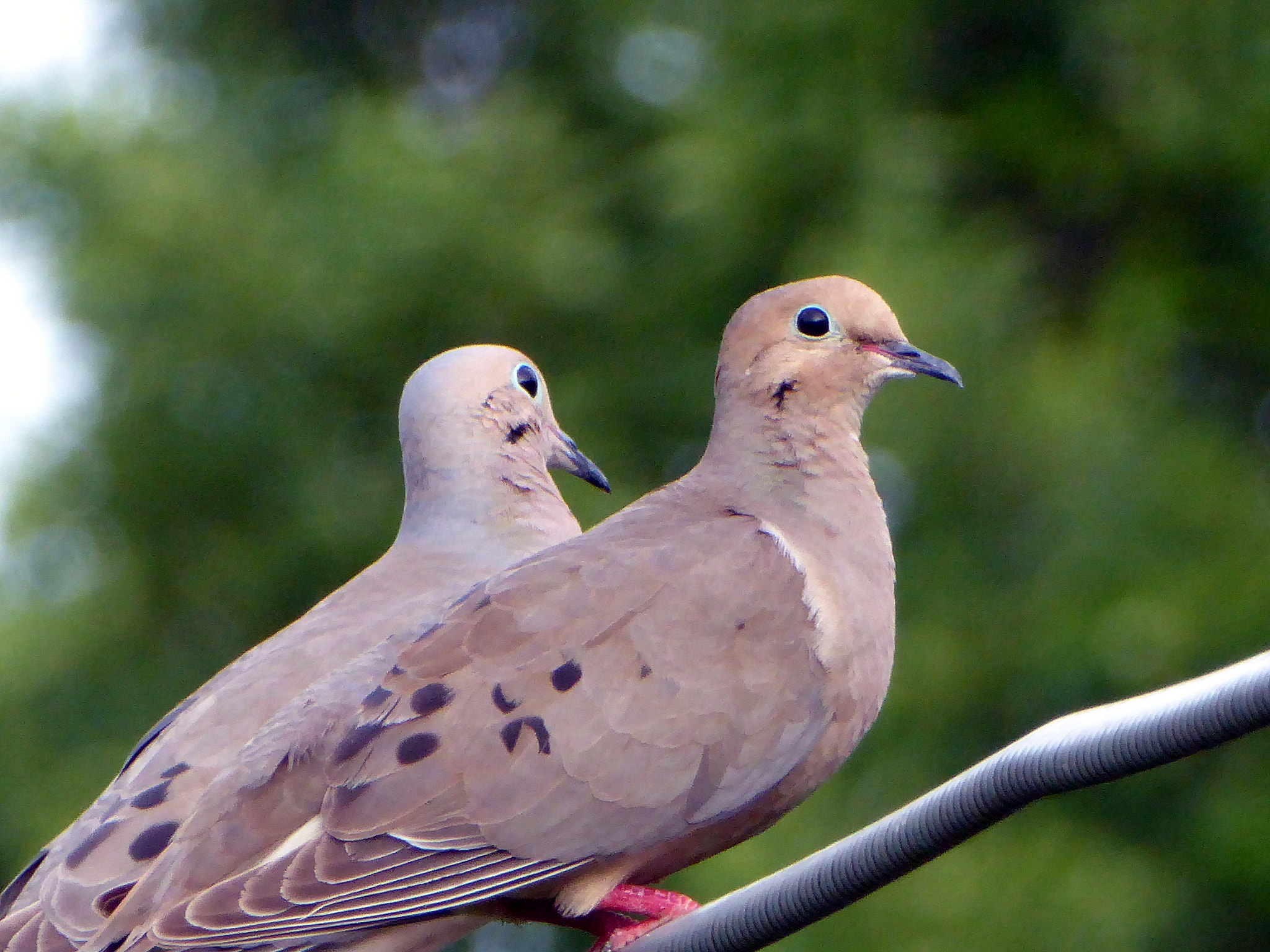 Panasonic Lumix DMC-ZS50 (Lumix DMC-TZ70) sample photo. Mourning doves photography