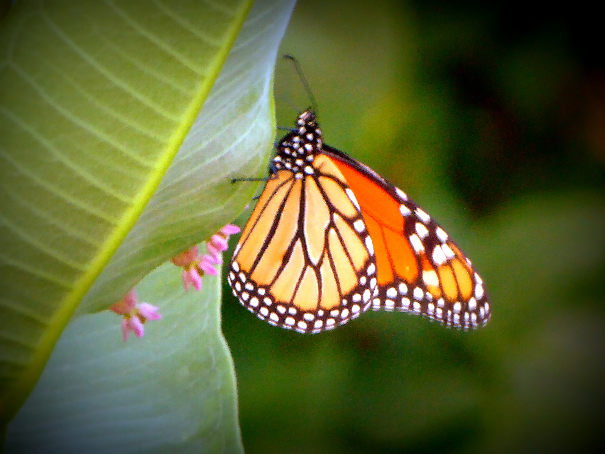 Panasonic Lumix DMC-ZS50 (Lumix DMC-TZ70) sample photo. Monarch on milkweed photography