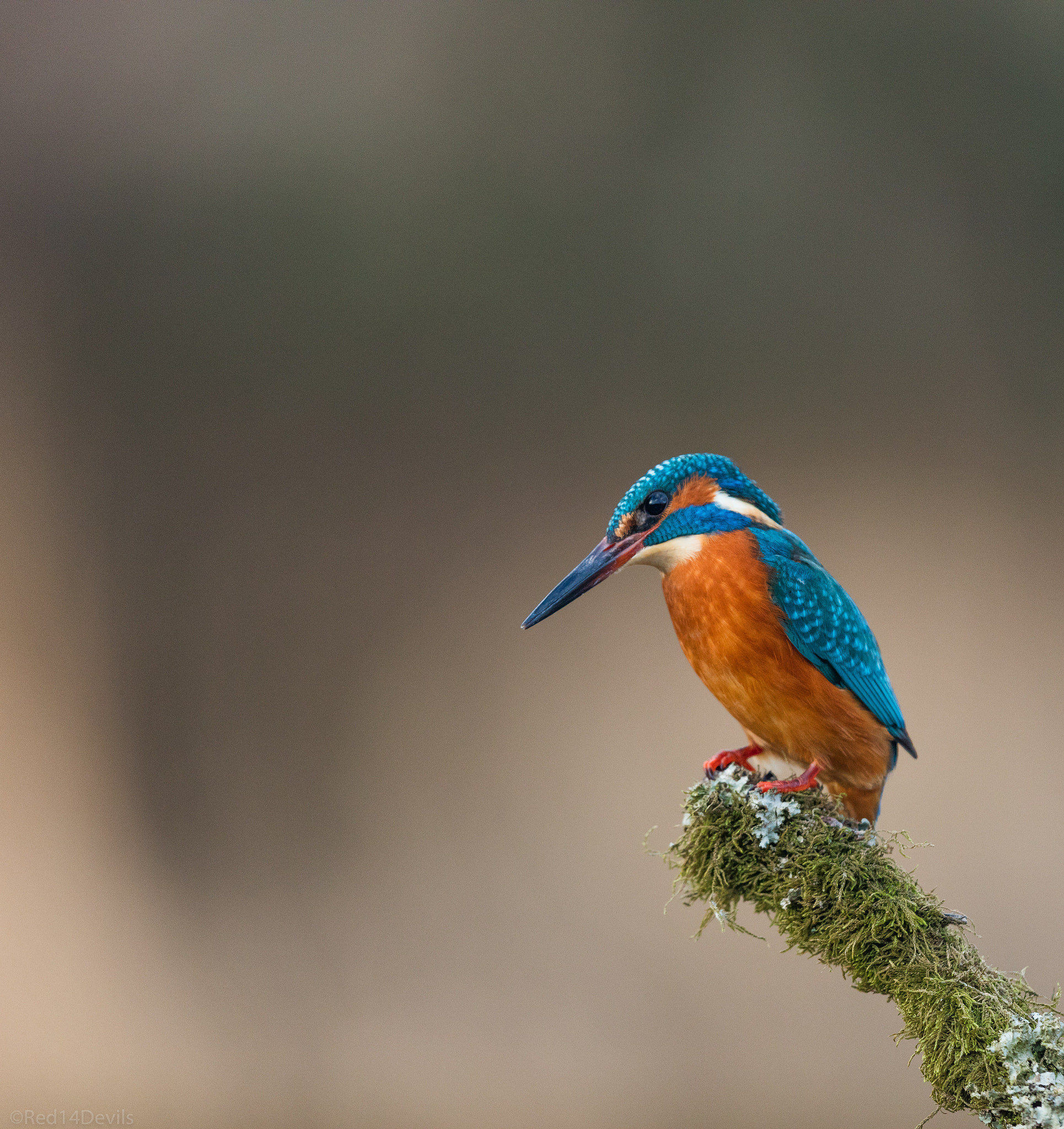 Canon EF 200-400mm F4L IS USM Extender 1.4x sample photo. Common kingfisher photography