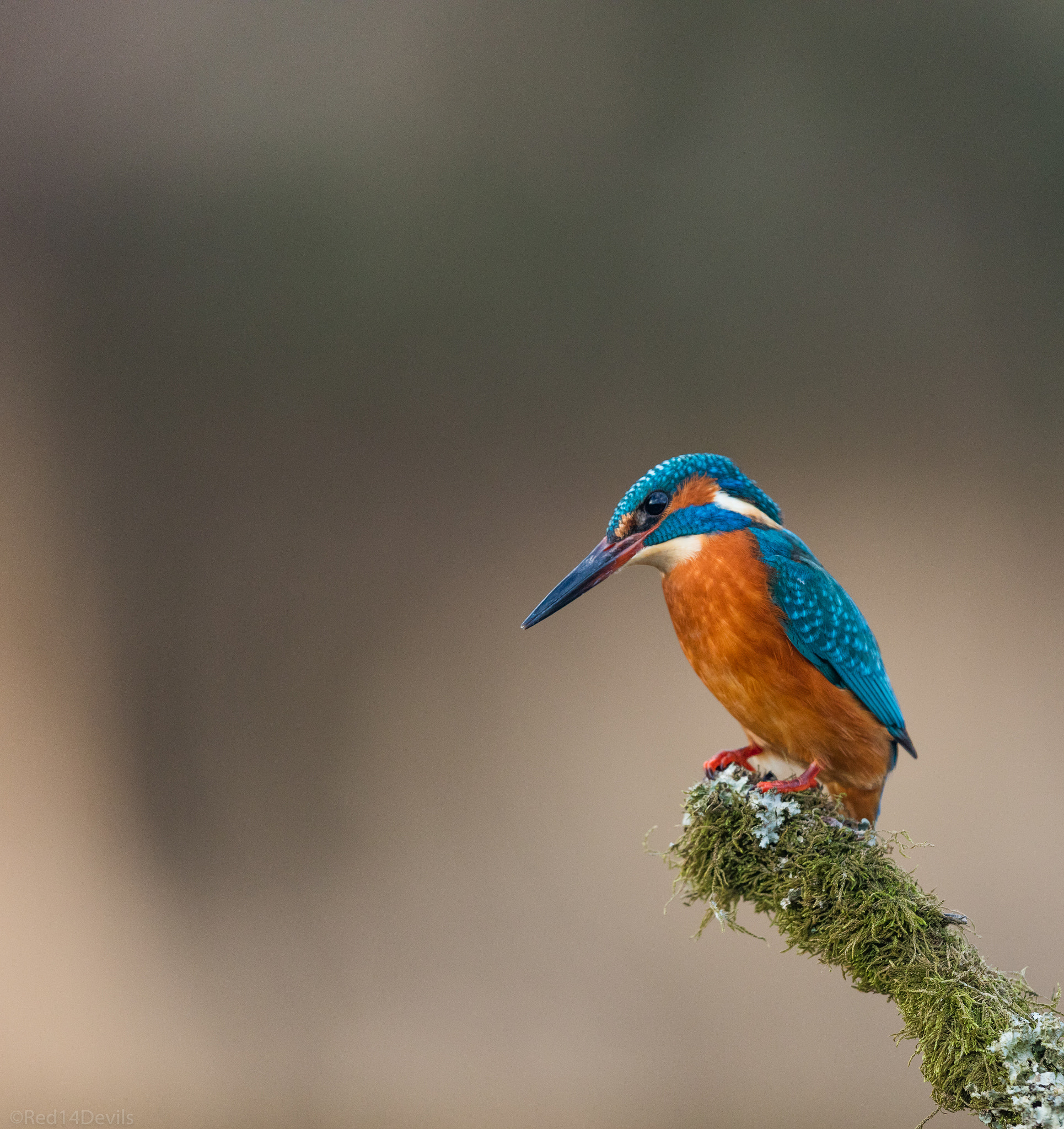 Canon EOS 5DS + Canon EF 200-400mm F4L IS USM Extender 1.4x sample photo. Common kingfisher photography