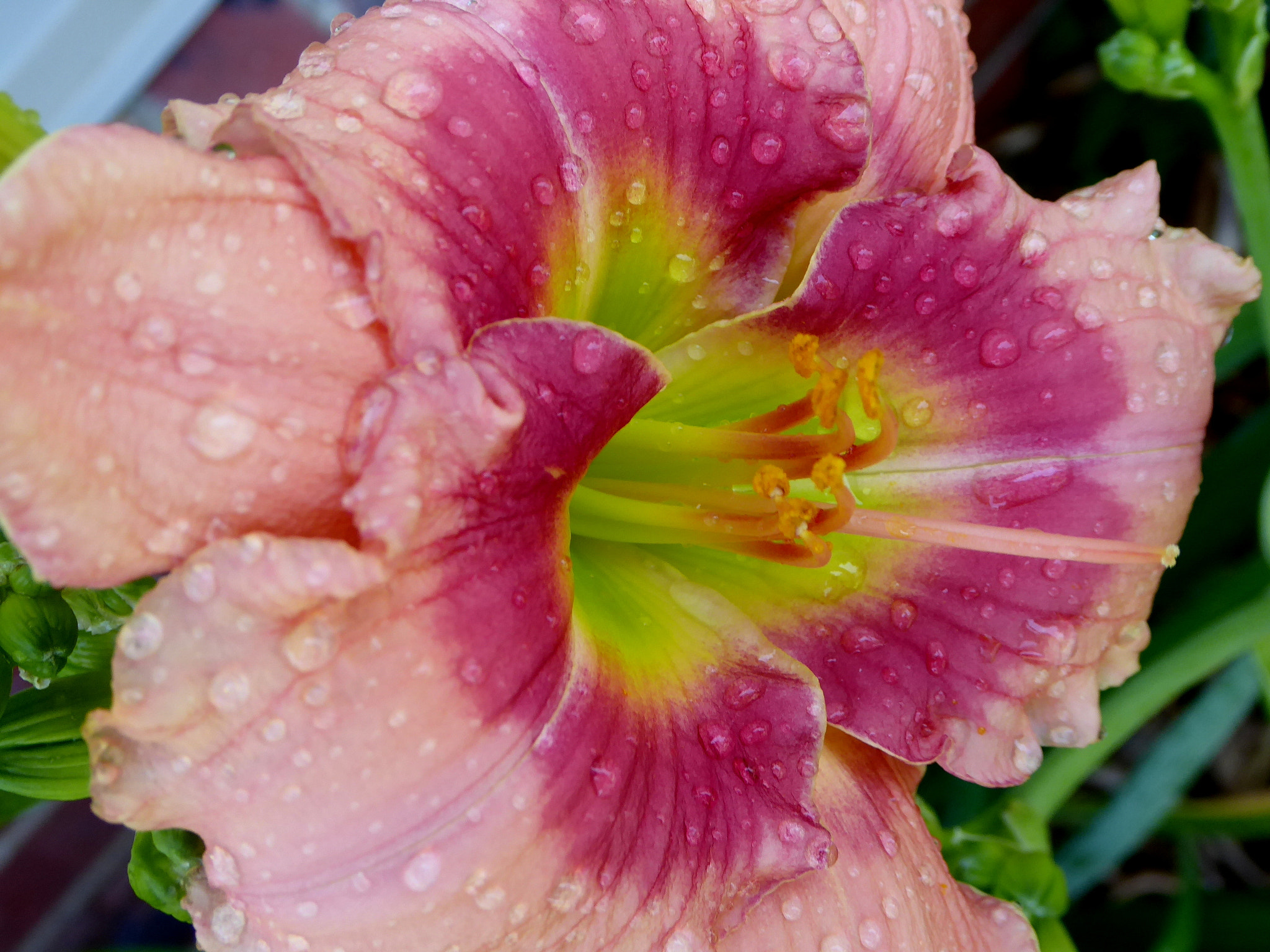 Panasonic Lumix DMC-ZS50 (Lumix DMC-TZ70) sample photo. Pink daylily photography