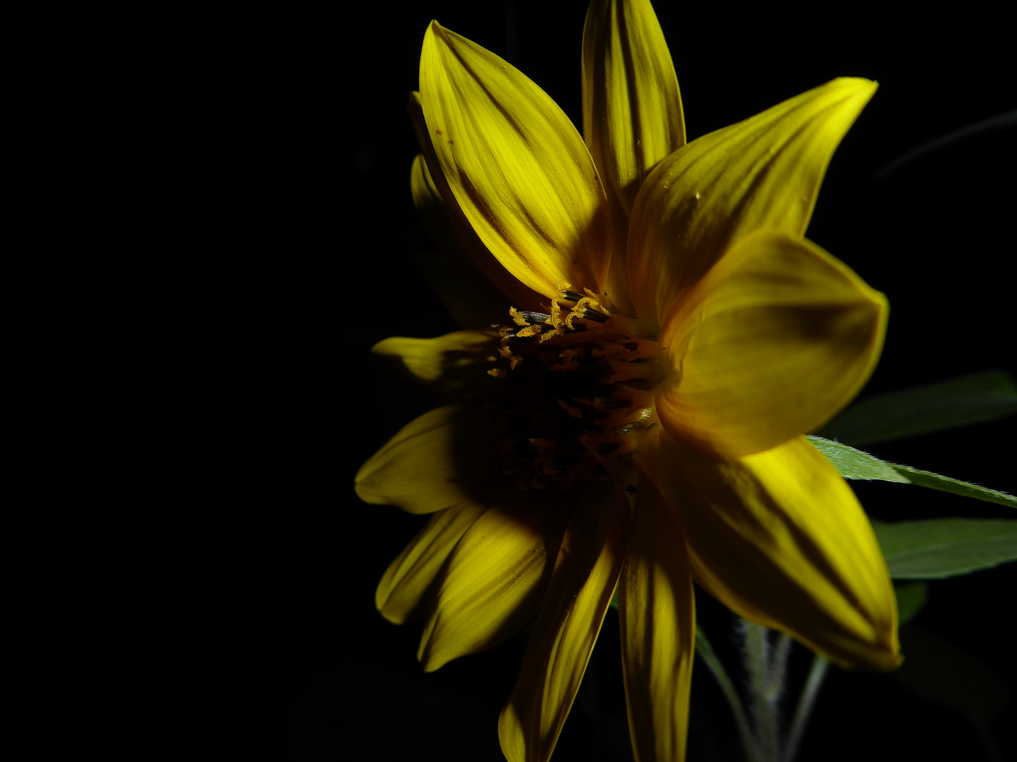 Panasonic Lumix DMC-ZS50 (Lumix DMC-TZ70) sample photo. Yellow flower, backlit photography