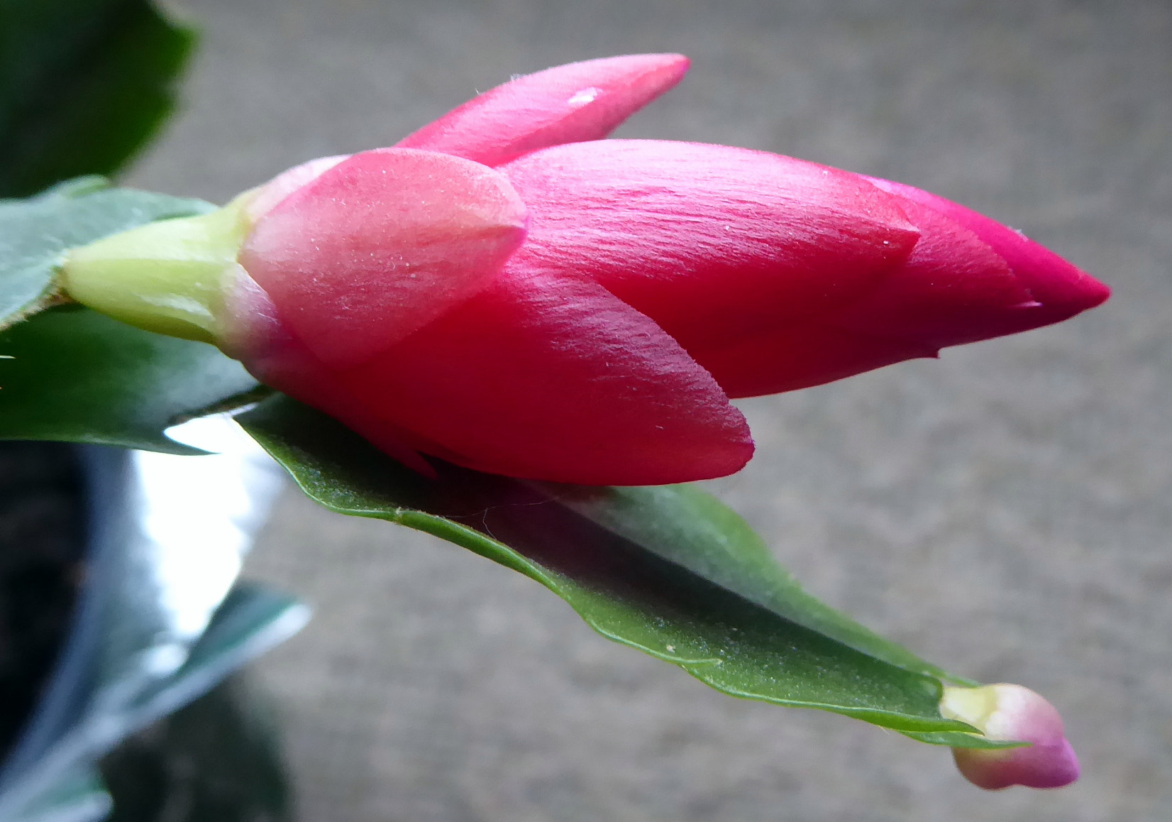 Panasonic Lumix DMC-ZS50 (Lumix DMC-TZ70) sample photo. Christmas cactus- beginning to bloom photography