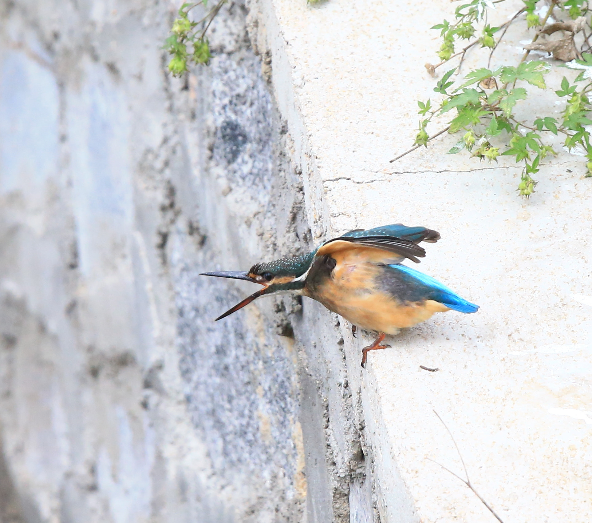 Canon EOS-1D X + Canon EF 600mm F4L IS II USM sample photo. 717 photography