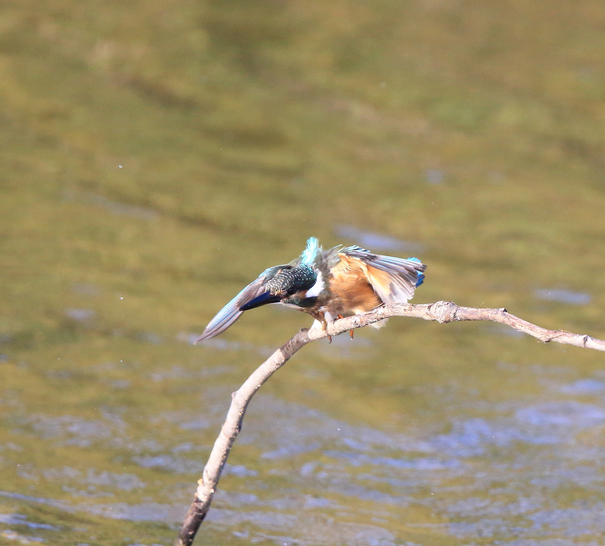 Canon EF 600mm F4L IS II USM sample photo. 748 photography