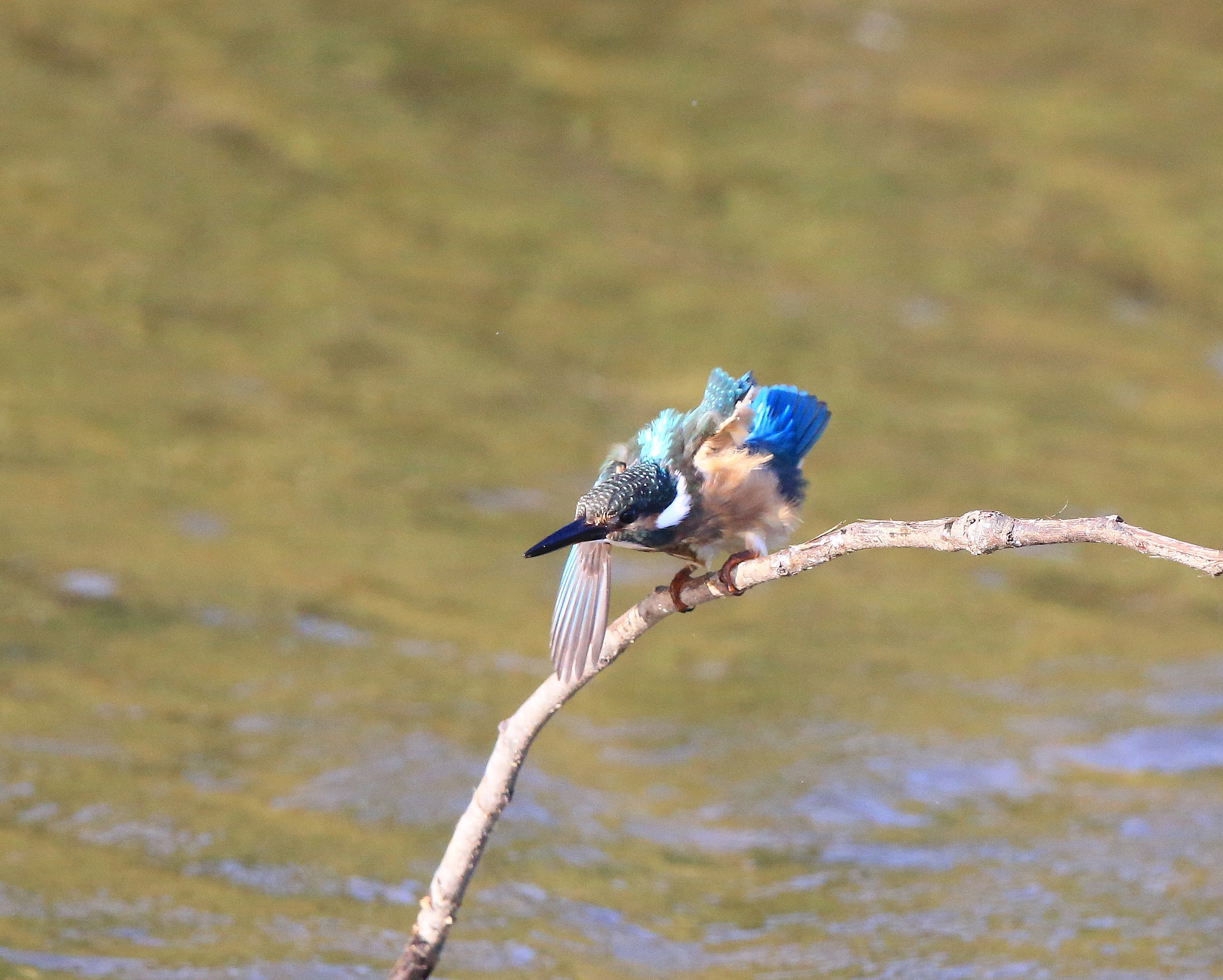 Canon EF 600mm F4L IS II USM sample photo. 749 photography