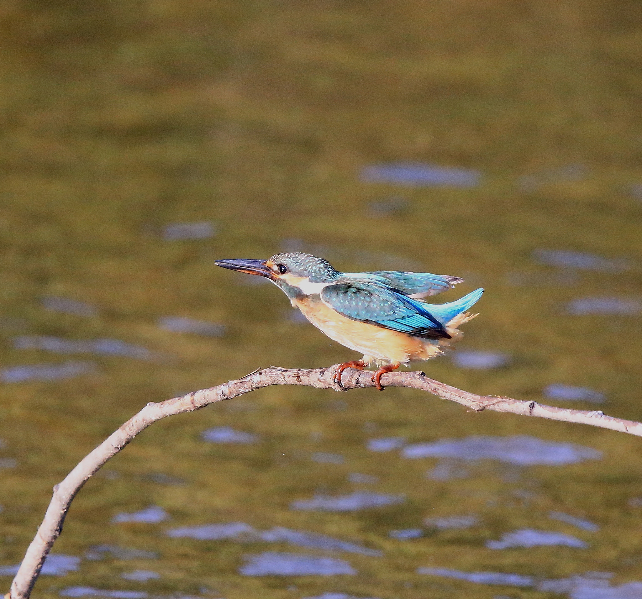 Canon EOS-1D X + Canon EF 600mm F4L IS II USM sample photo. 794 photography