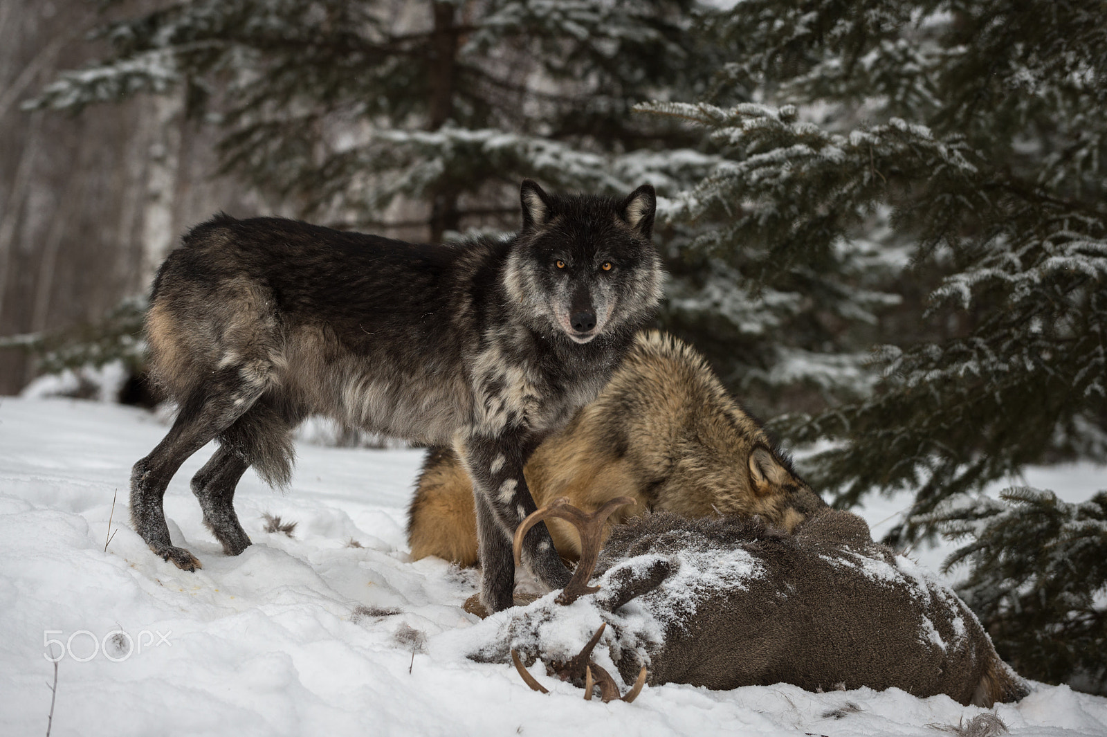 Nikon D4S sample photo. My deer photography