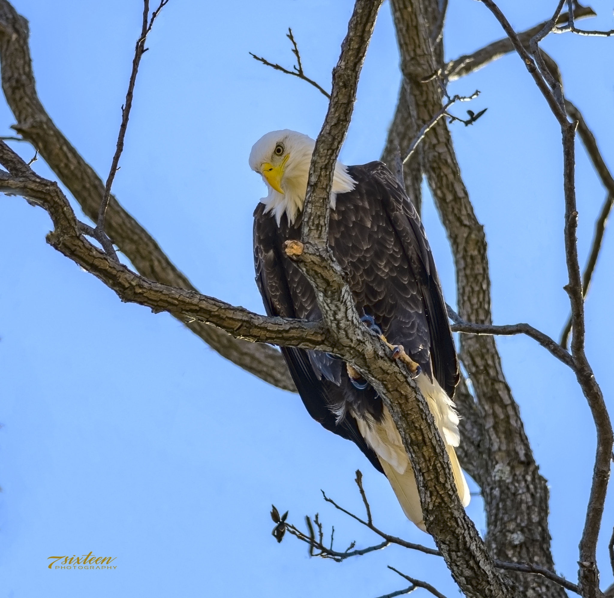 Nikon D500 + Nikon AF-S Nikkor 300mm F4D ED-IF sample photo. Bald eagle photography