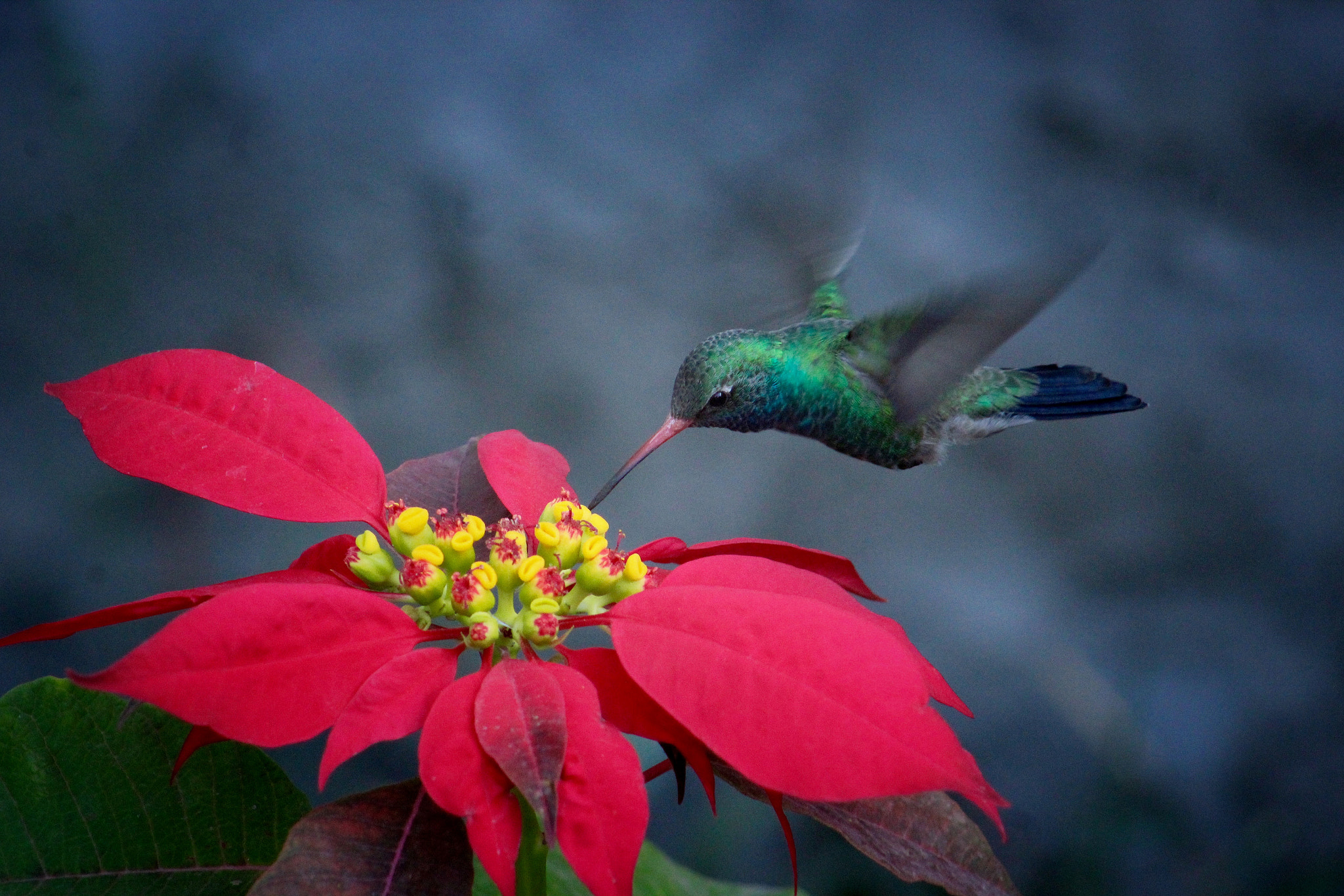 Canon EF75-300mm f/4-5.6 sample photo. Colibrí en el jardín photography