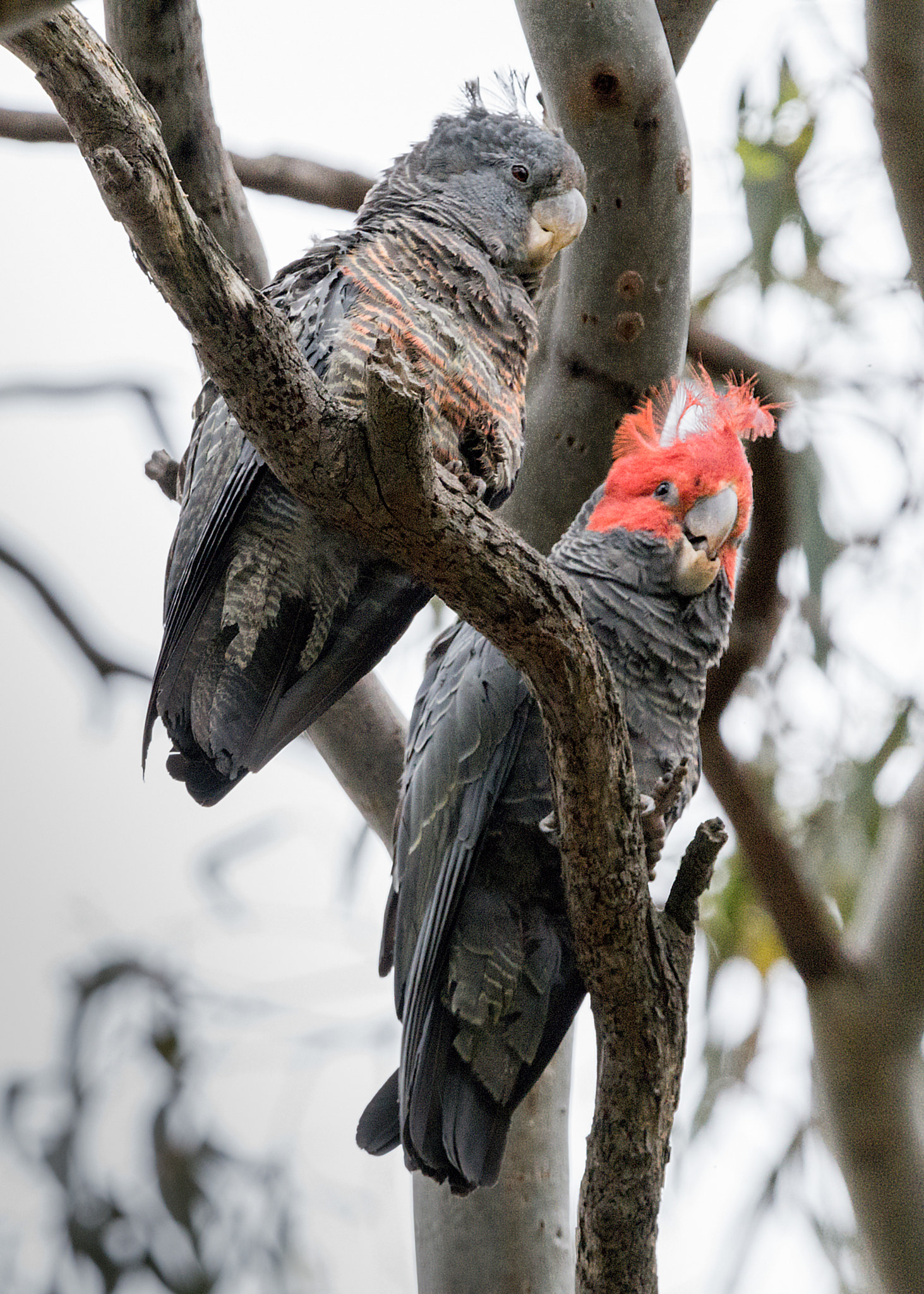 Nikon D810 + Nikon AF-S Nikkor 500mm F4G ED VR sample photo. "you're joking-right?" photography