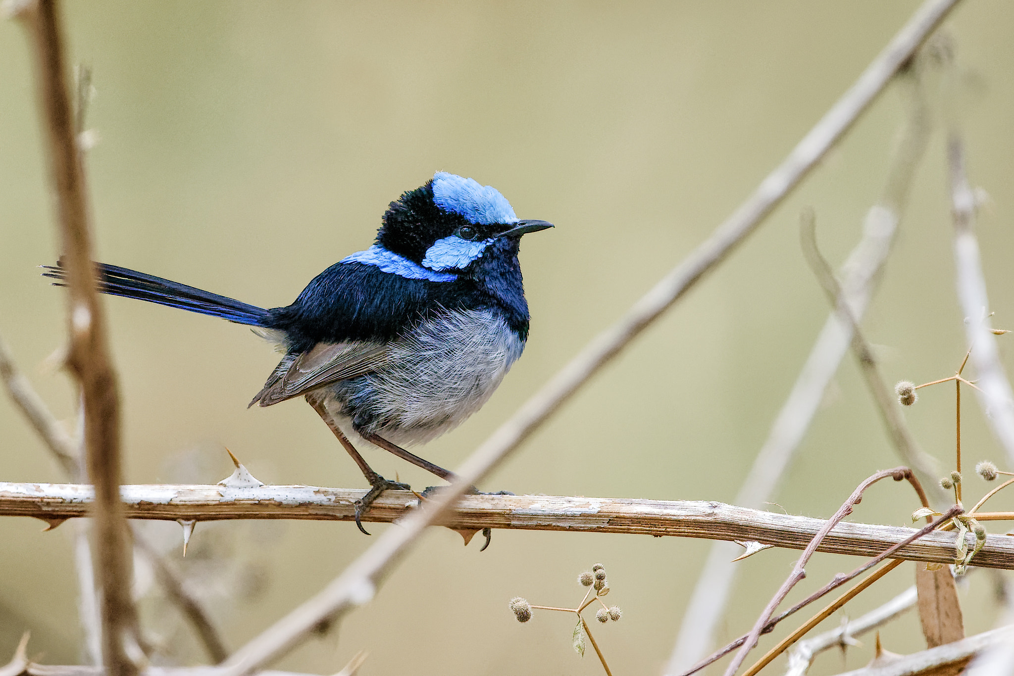 Nikon D810 + Nikon AF-S Nikkor 500mm F4G ED VR sample photo. Male superb fairy wren photography