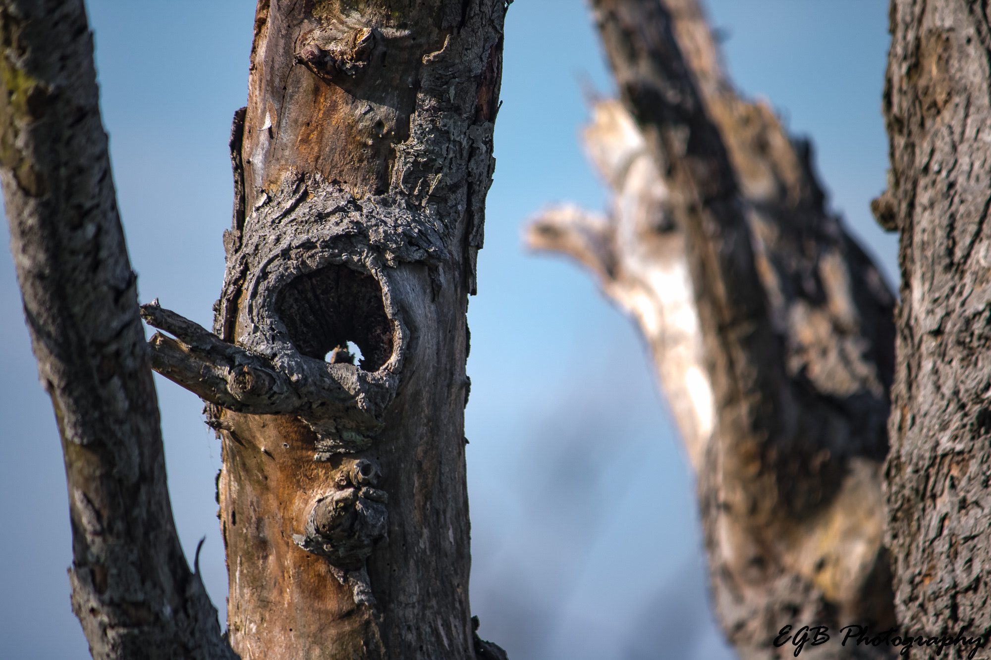 Canon EF-S 55-250mm F4-5.6 IS sample photo. Old tree photography