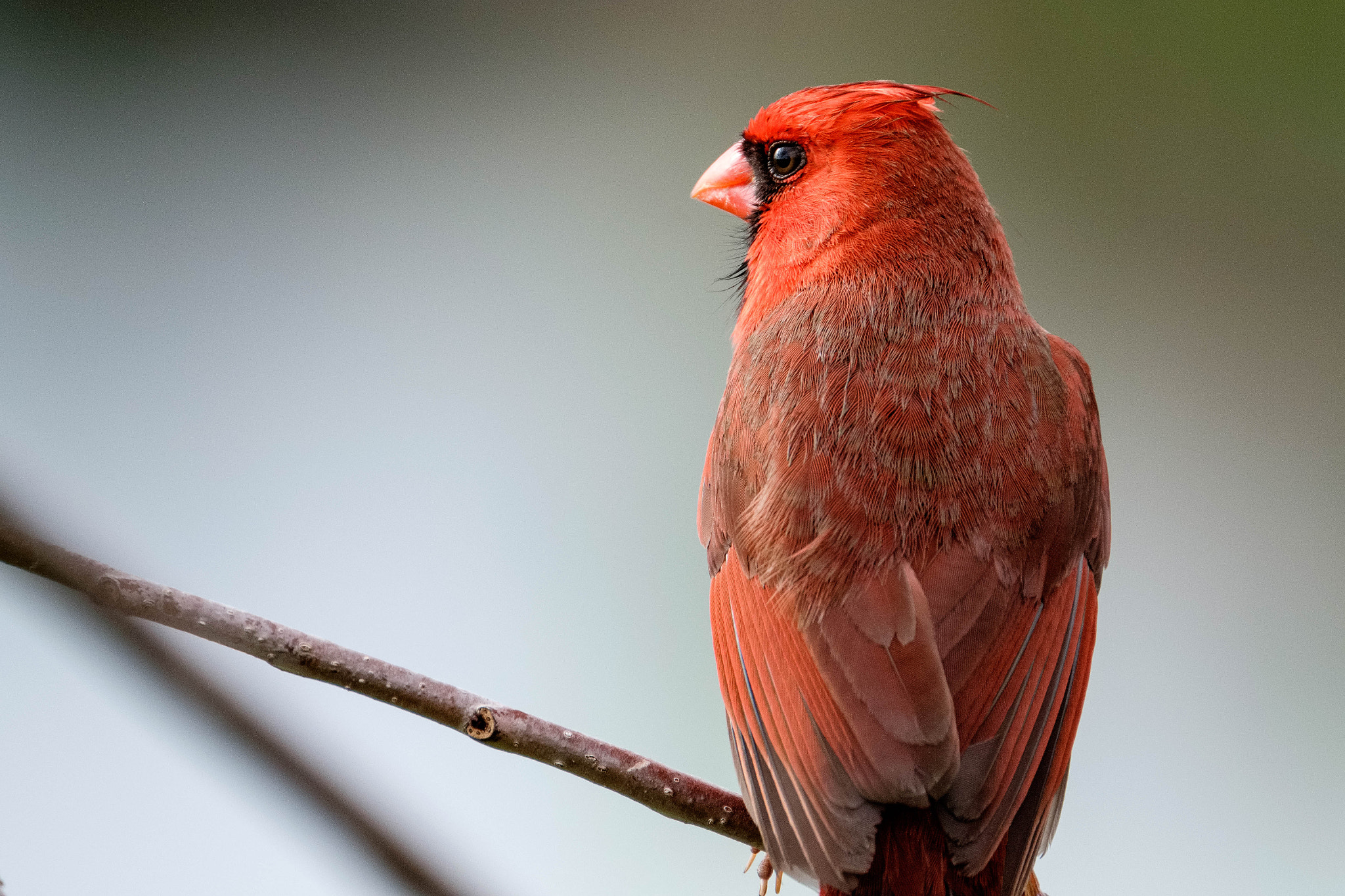 XF100-400mmF4.5-5.6 R LM OIS WR + 1.4x sample photo. Smootherf photography