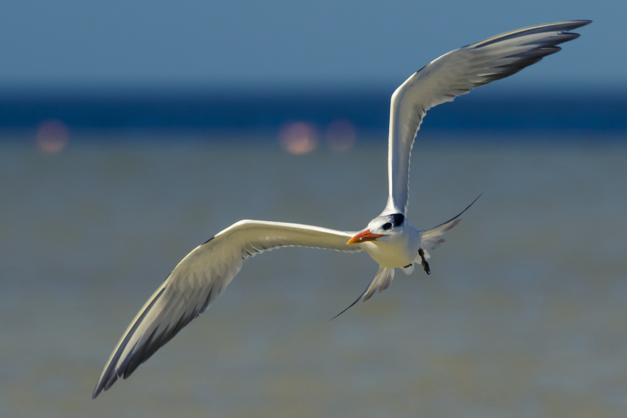 Canon EF 70-200mm F2.8L IS II USM sample photo. Fluier photography