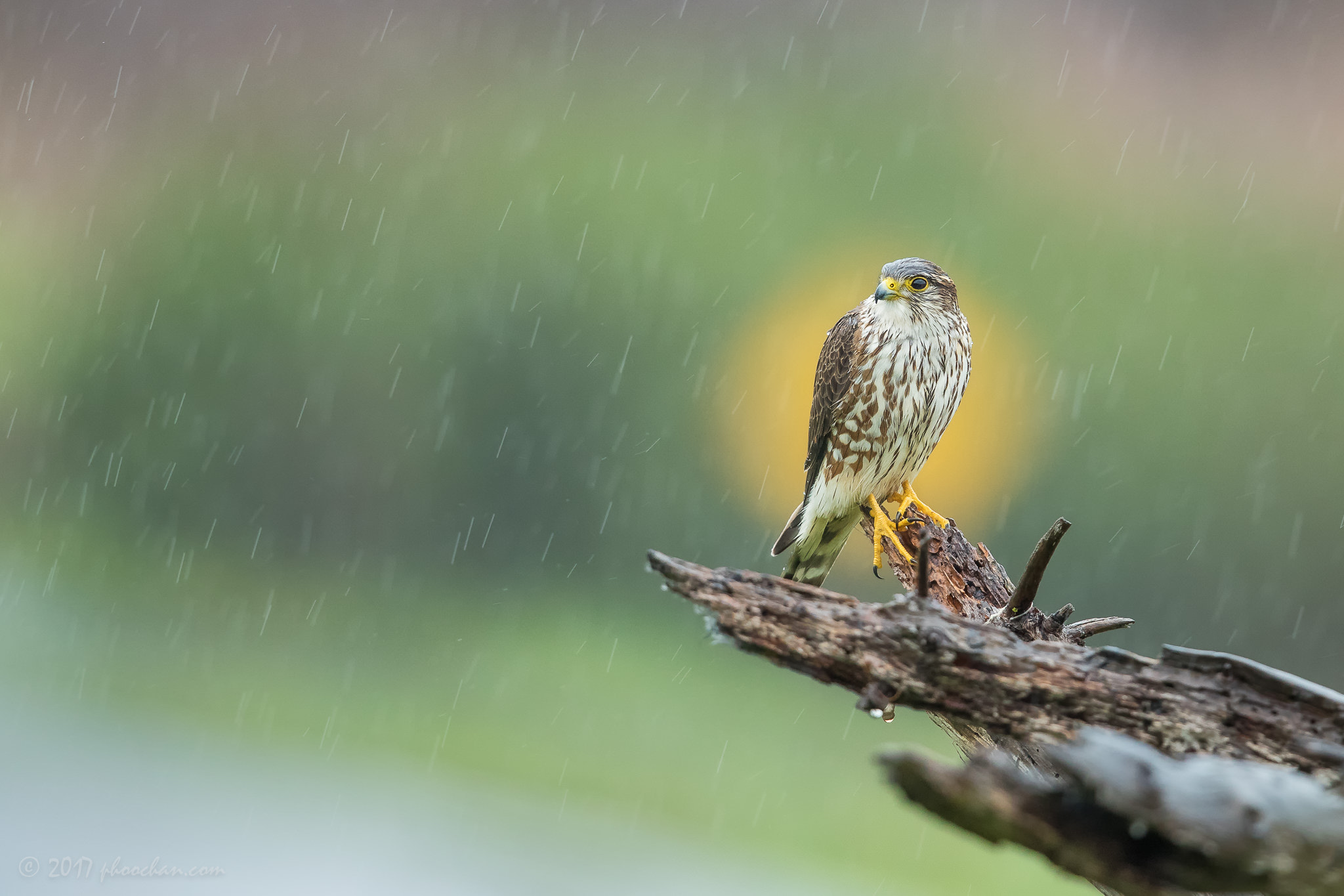 Canon EOS-1D X Mark II + Canon EF 600mm F4L IS II USM sample photo. A wet merlin in the rain photography