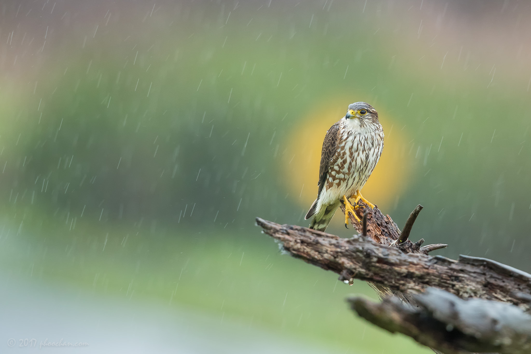 Canon EF 600mm F4L IS II USM sample photo. A wet merlin in the rain photography