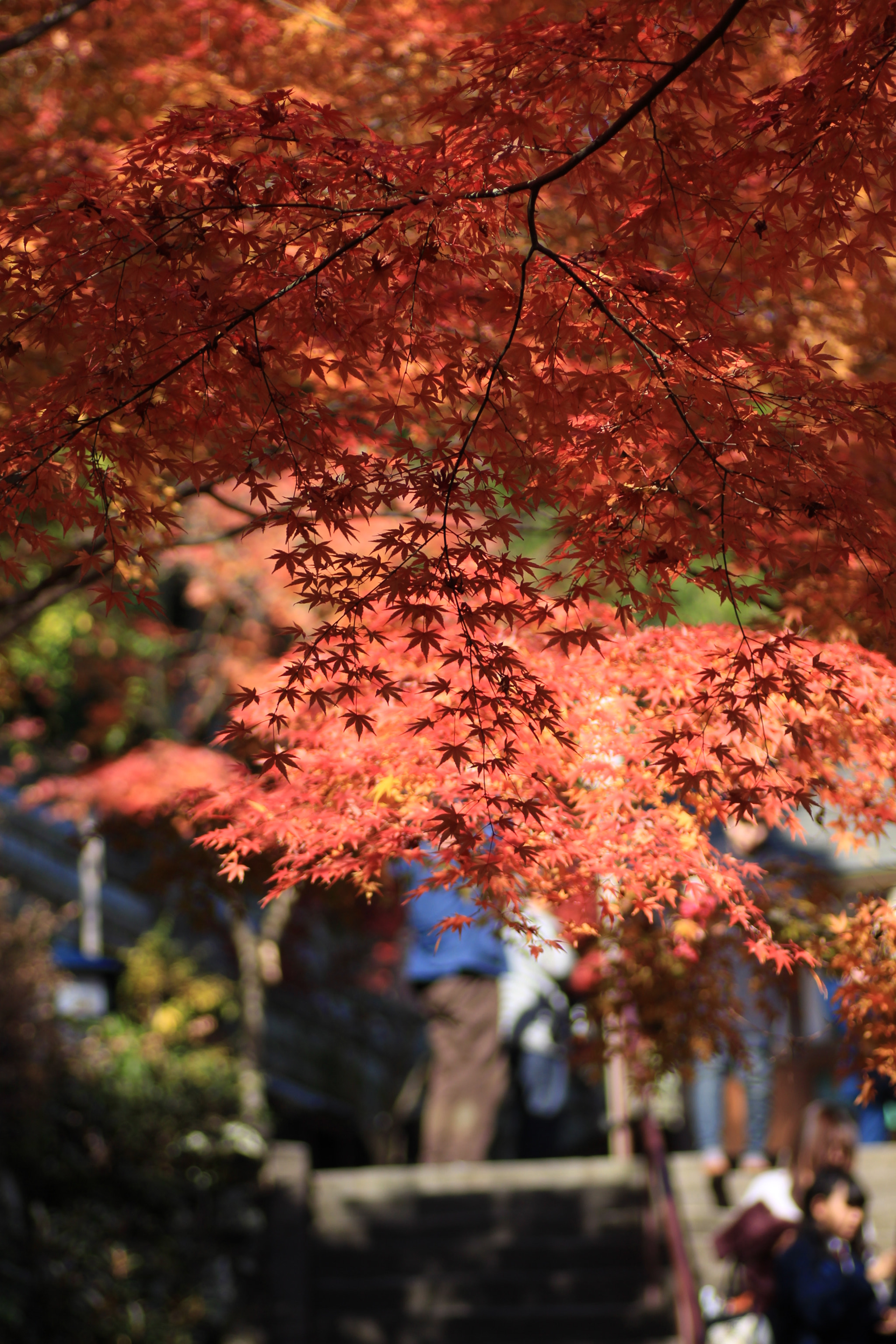 Canon EF 22-55mm f/4-5.6 USM sample photo