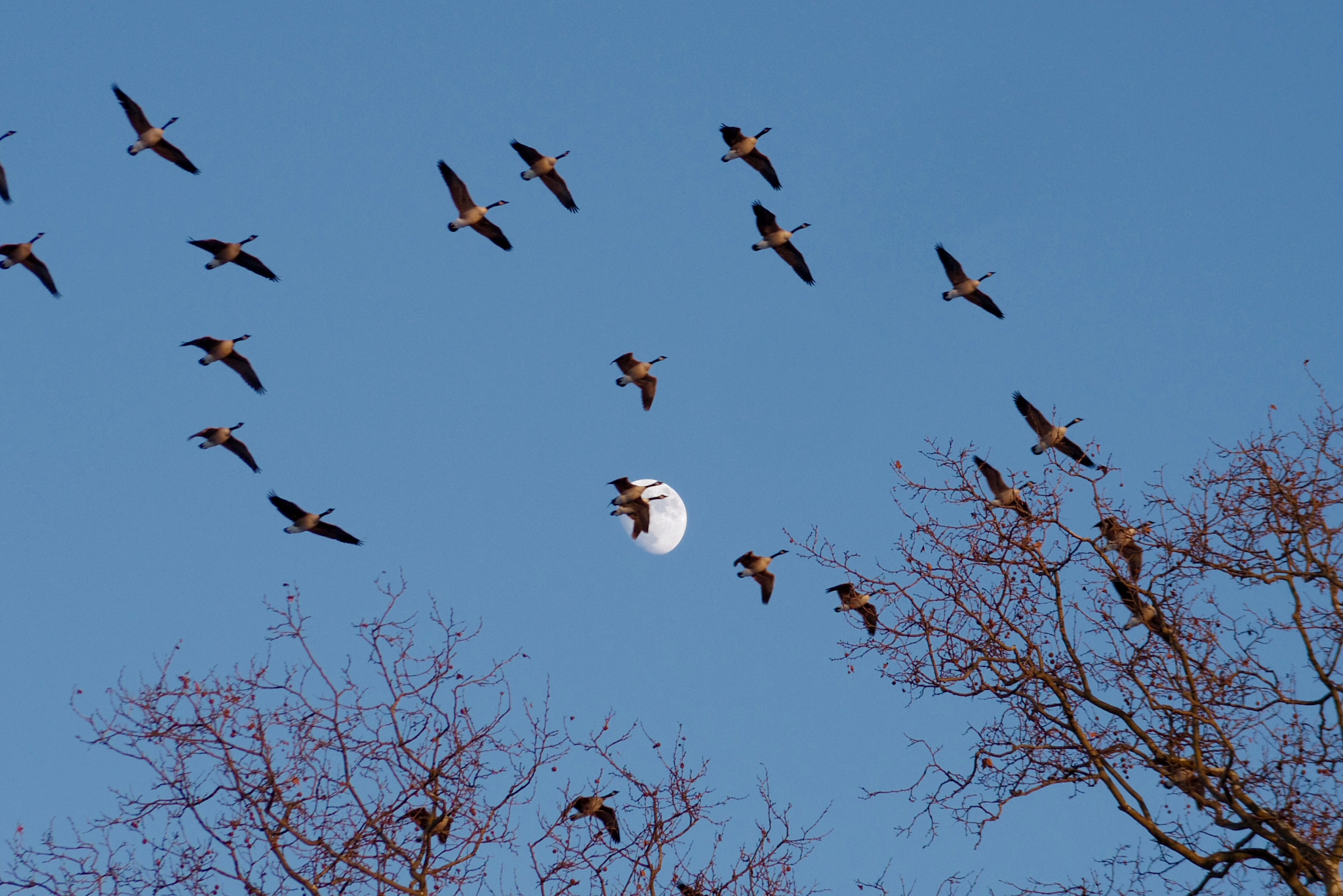 Pentax Q-S1 sample photo. Moon goose photography